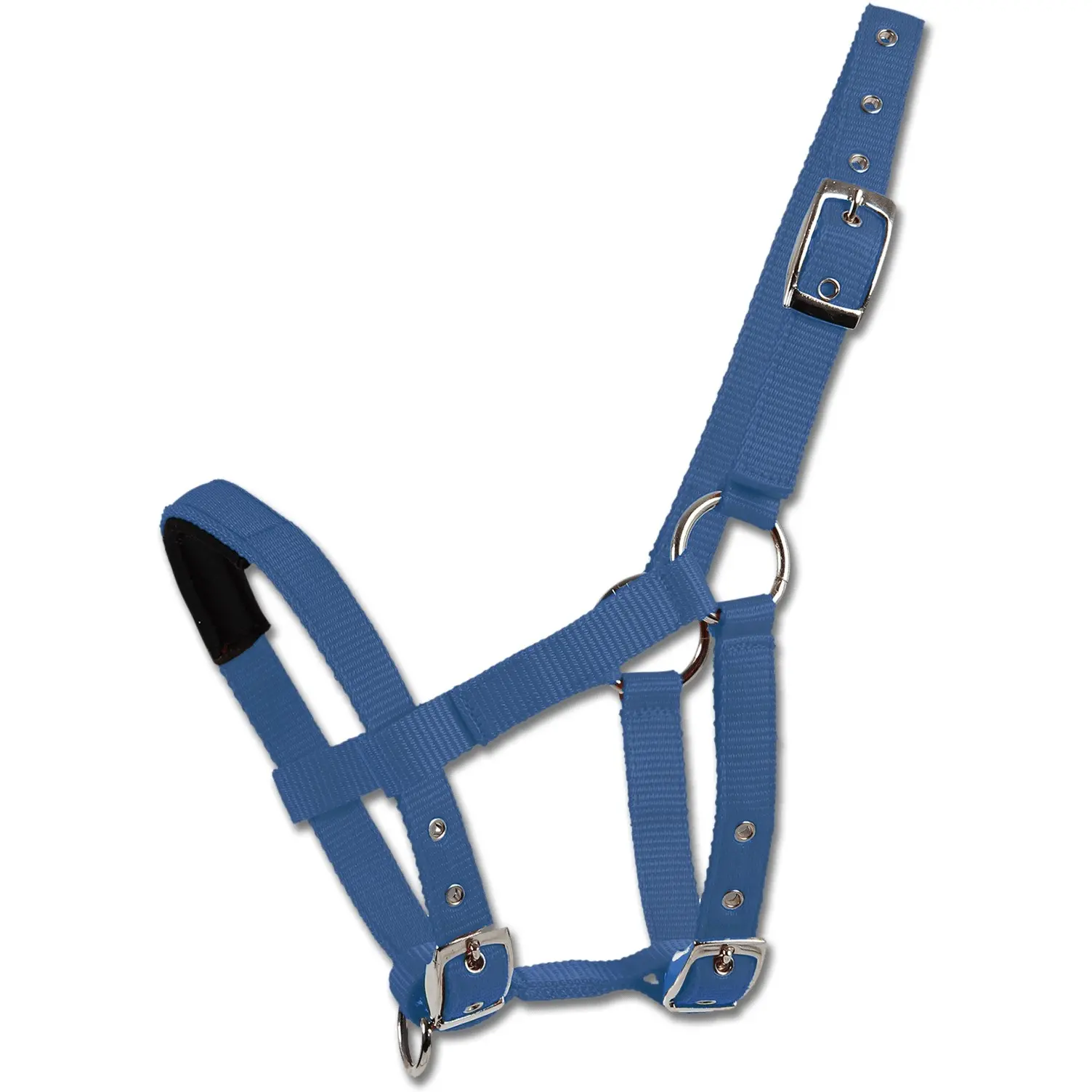 Halfter azurblau Minishetty