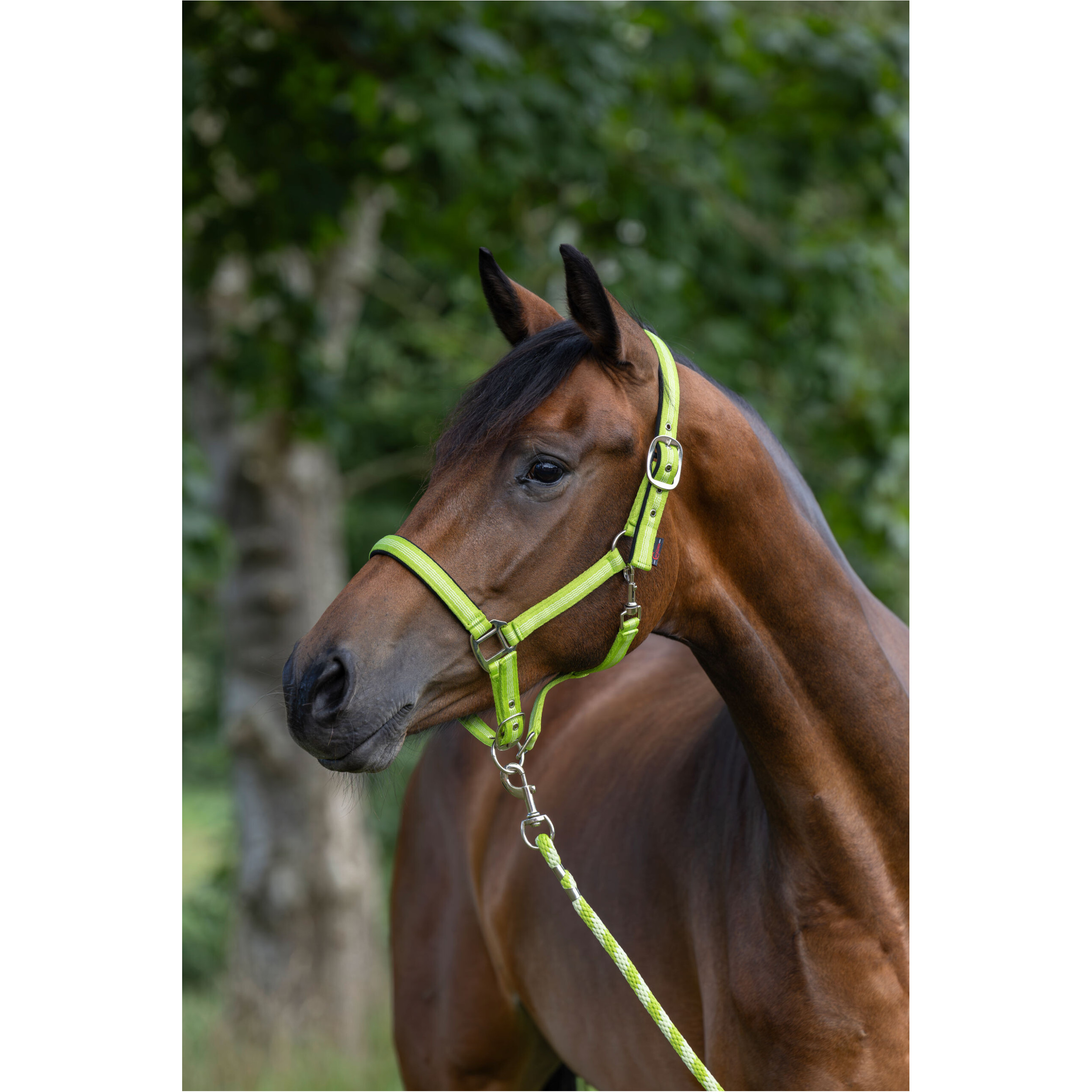 Führstrick mit Karabinerhaken MUSTANG grün Führstrick mit Karabinerhaken MUSTANG grün