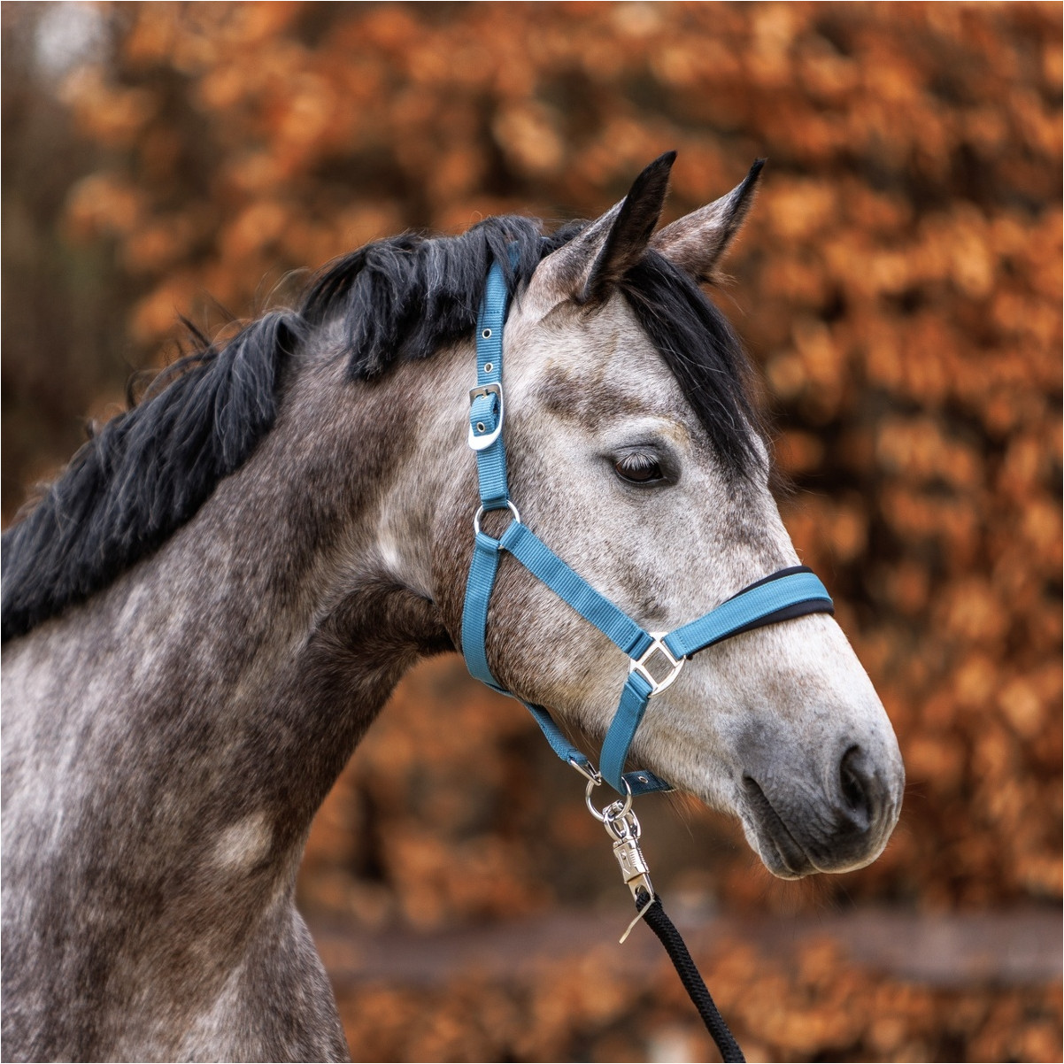 Halfter CLASSIC SIMPLE rauchblau