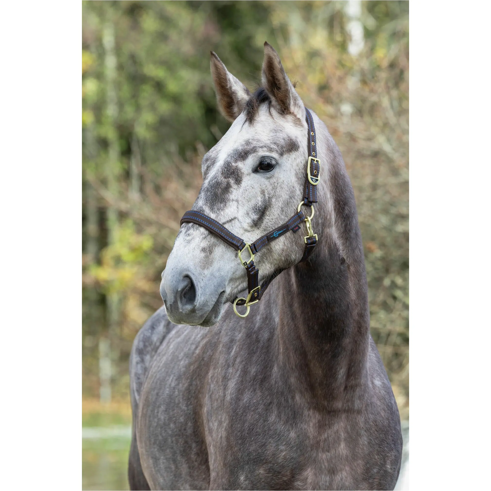 Halfter ROYAL braun/hellblau Halfter ROYAL braun/hellblau