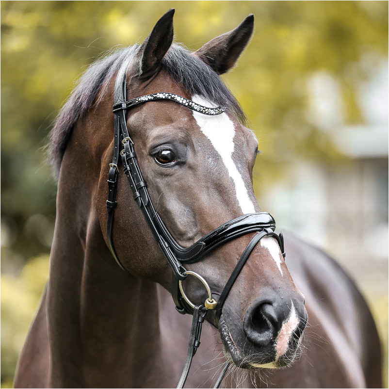 Trensenzaum englisch kombiniert IVANA schwarz lack/schwarz