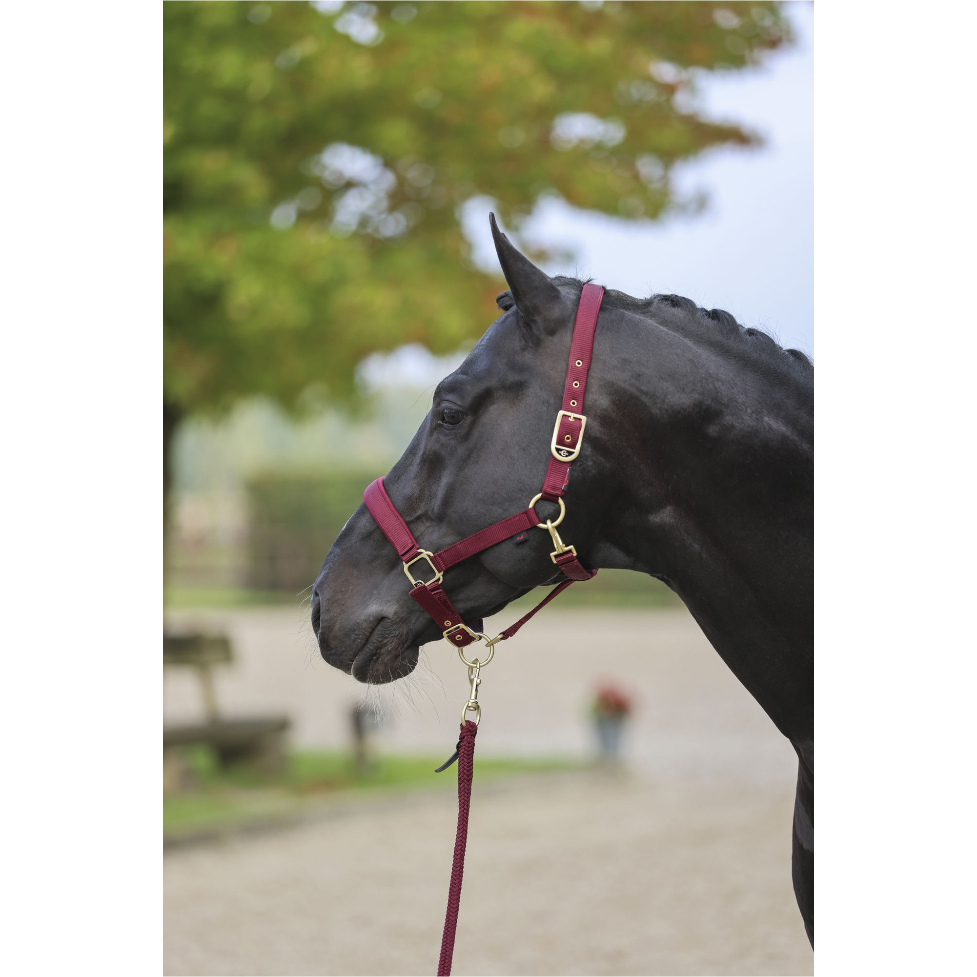 Halfter CLASSY merlot