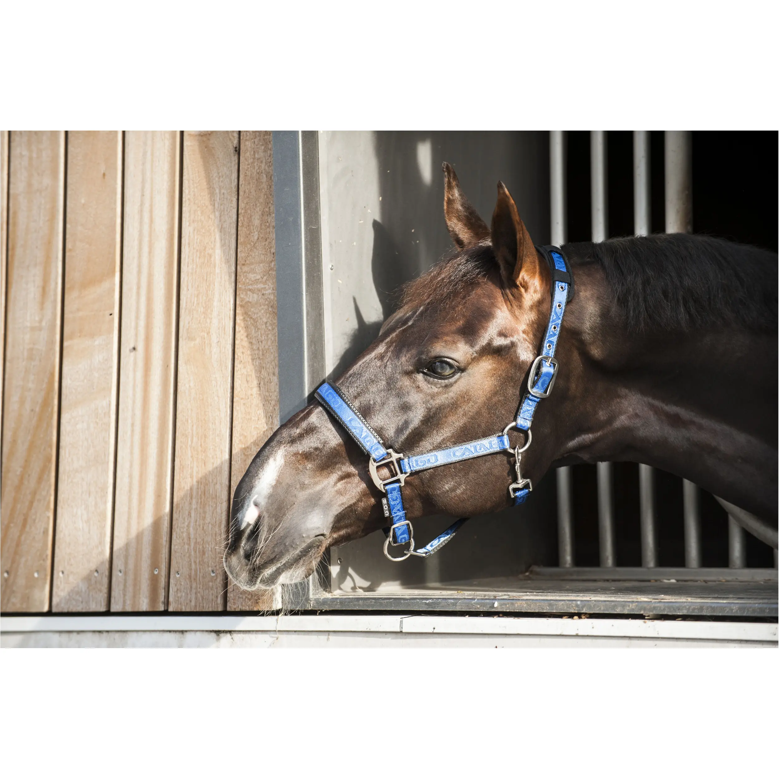 Halfter blau/schwarz