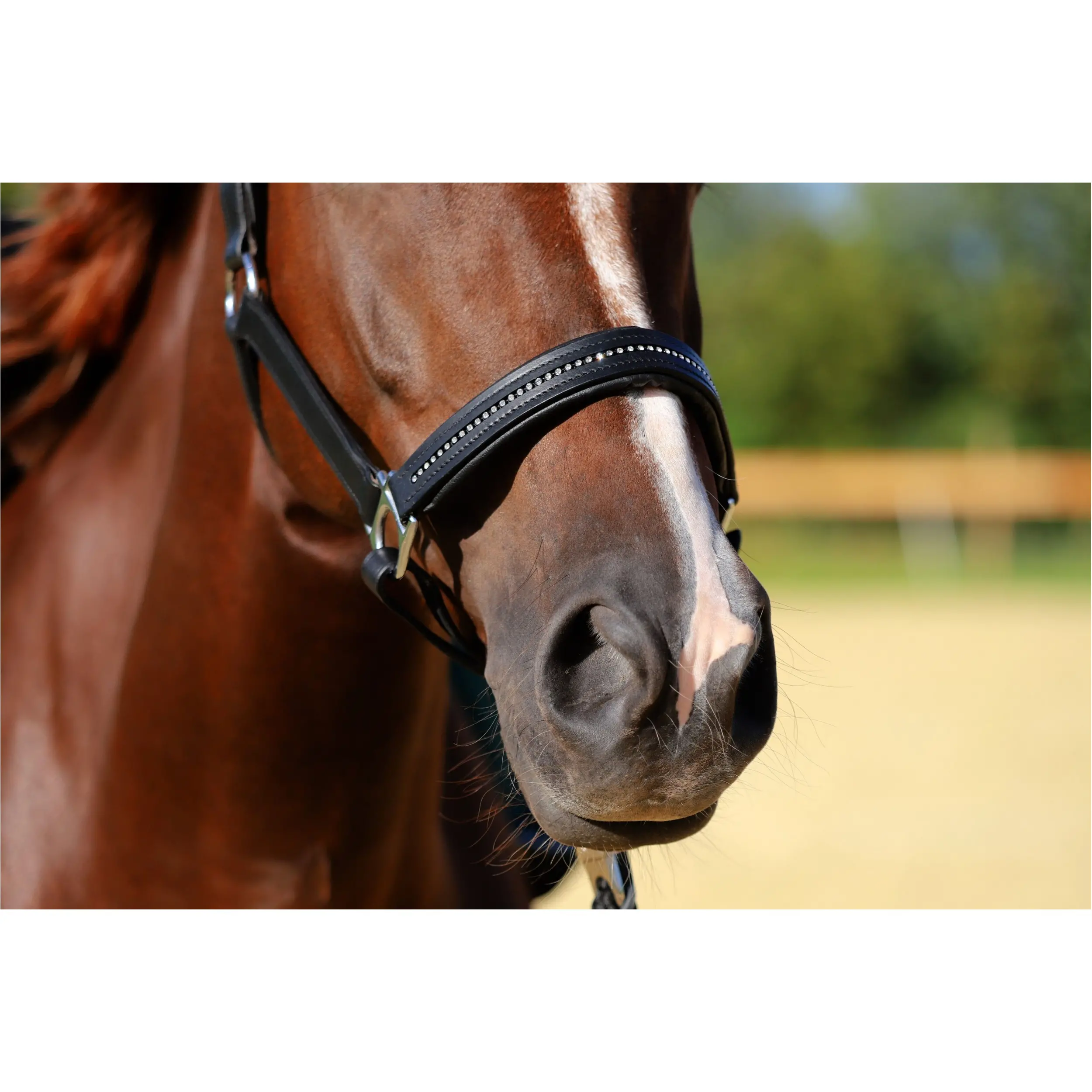 Halfter DIAMOND Leder schwarz