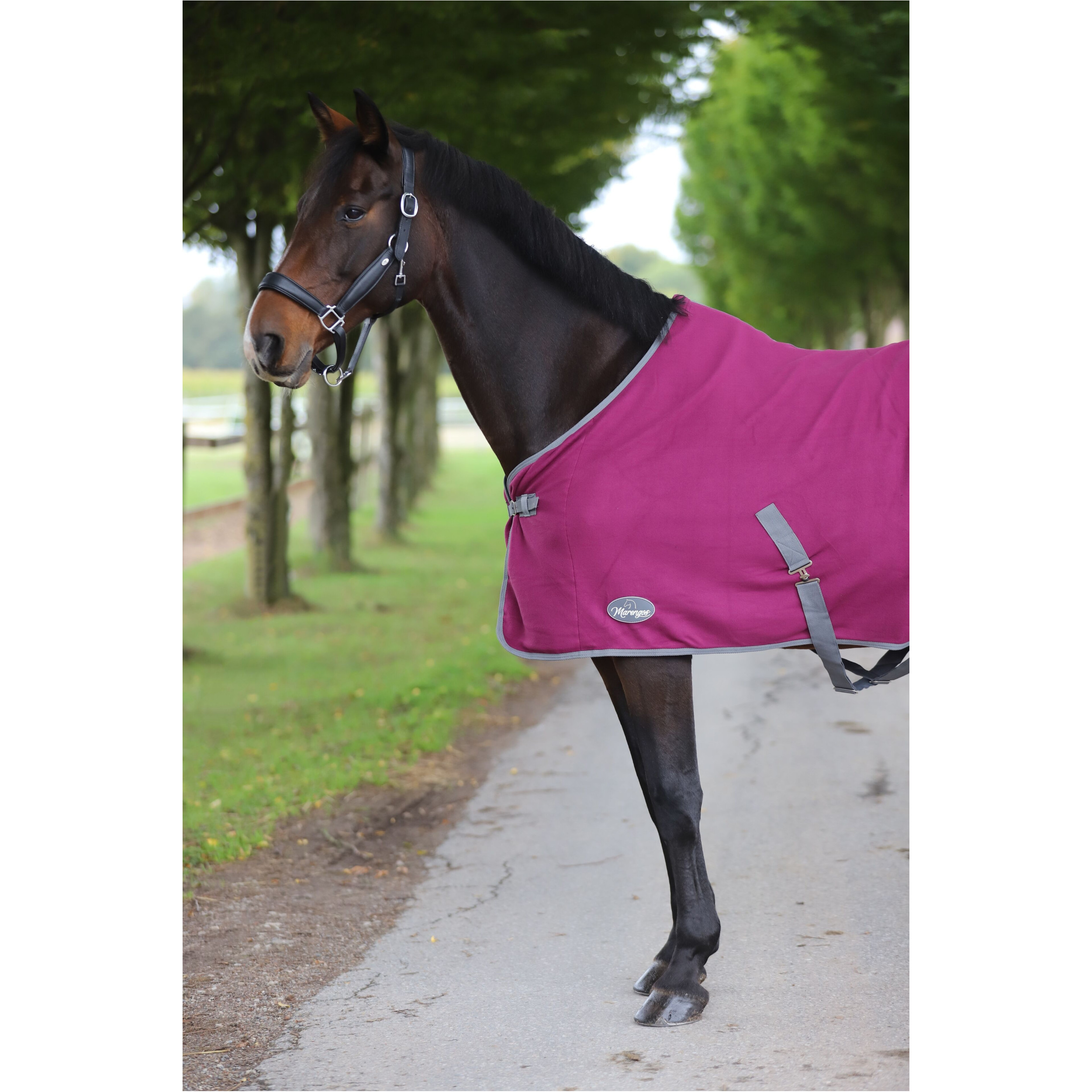 Abschwitzdecke mit Kreuzgurt (abnehmbar) ECONOMIC violett Abschwitzdecke mit Kreuzgurt (abnehmbar) ECONOMIC violett