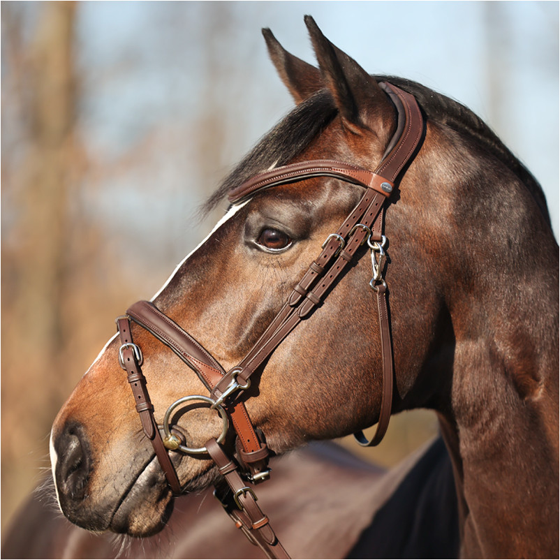 Trensenzaum englisch kombiniert EVERYDAY Leder geölt braun