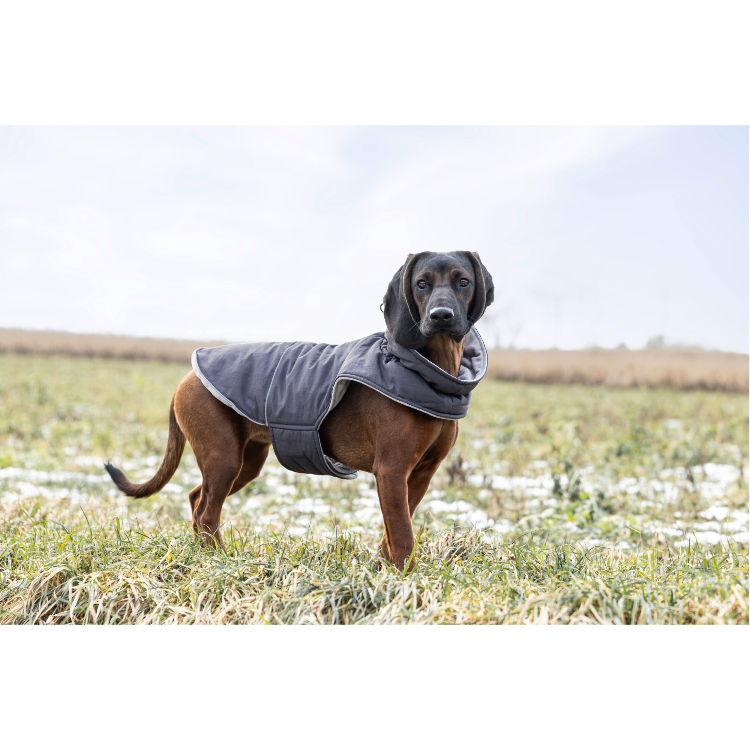 Hundemantel MONTREAL grau