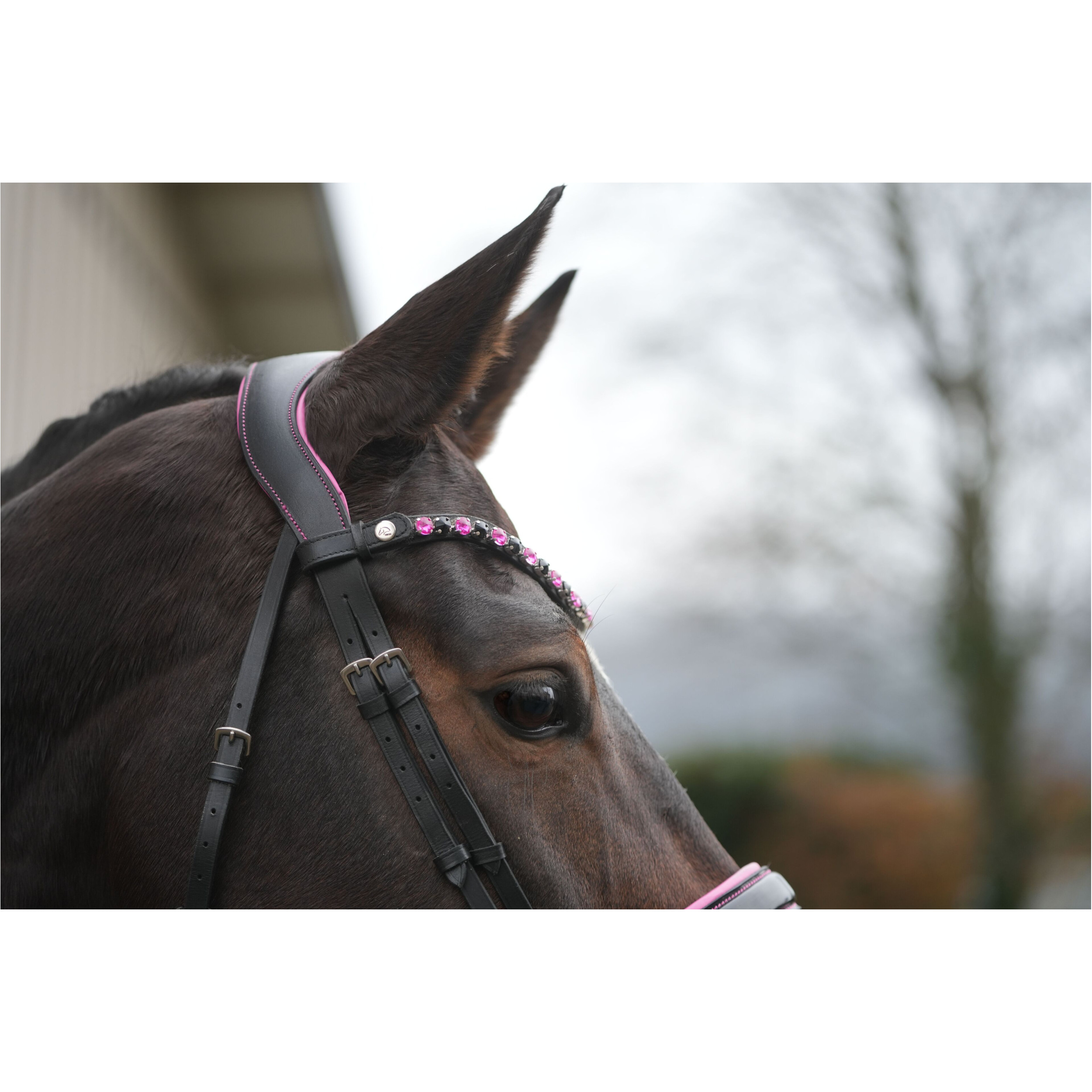 Trensenzaum mit schwedischem Reithalfter MANCHESTER schwarz/pink Trensenzaum mit schwedischem Reithalfter MANCHESTER schwarz/pink