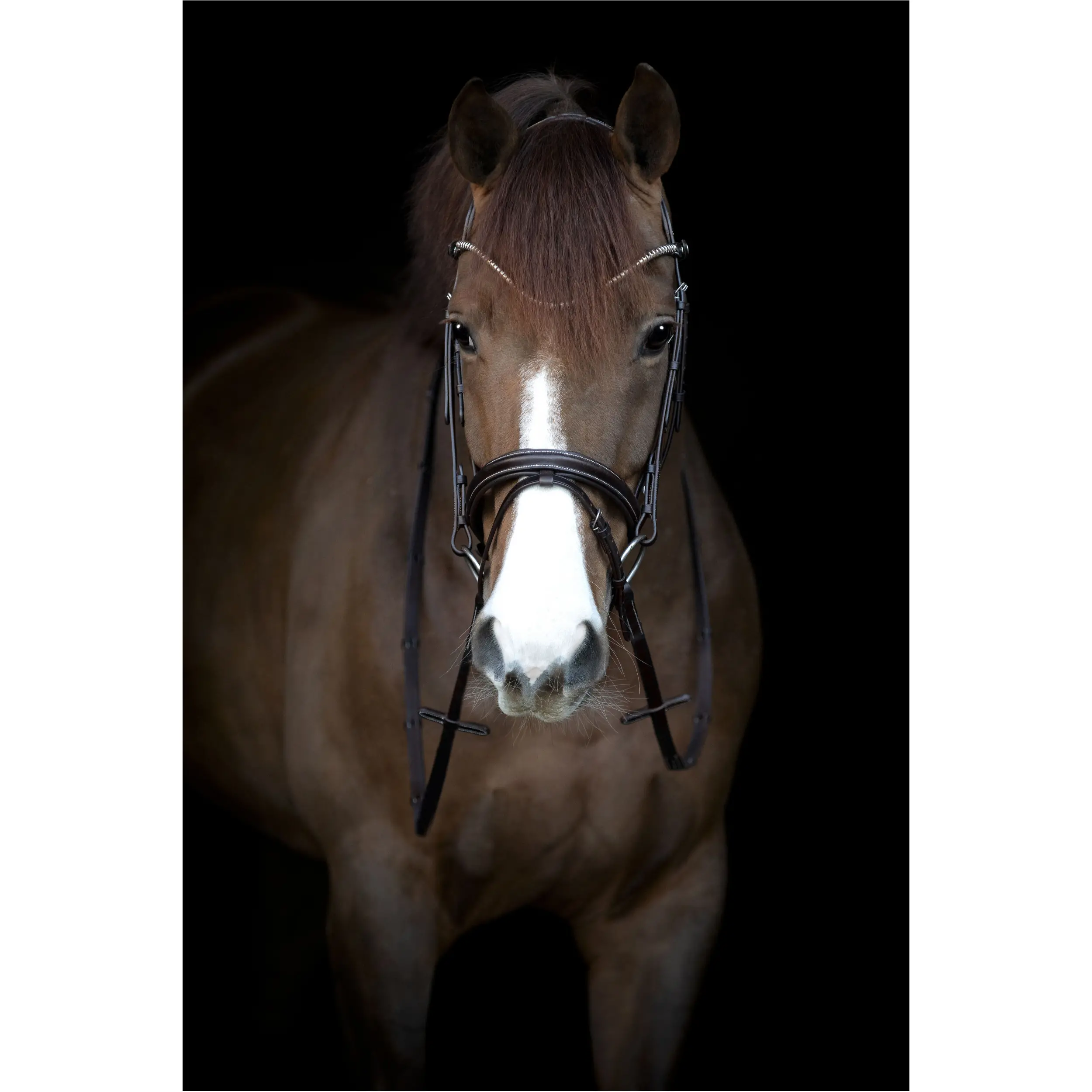 Trensenzaum englisch kombiniert BROOKLYN braun Trensenzaum englisch kombiniert BROOKLYN braun