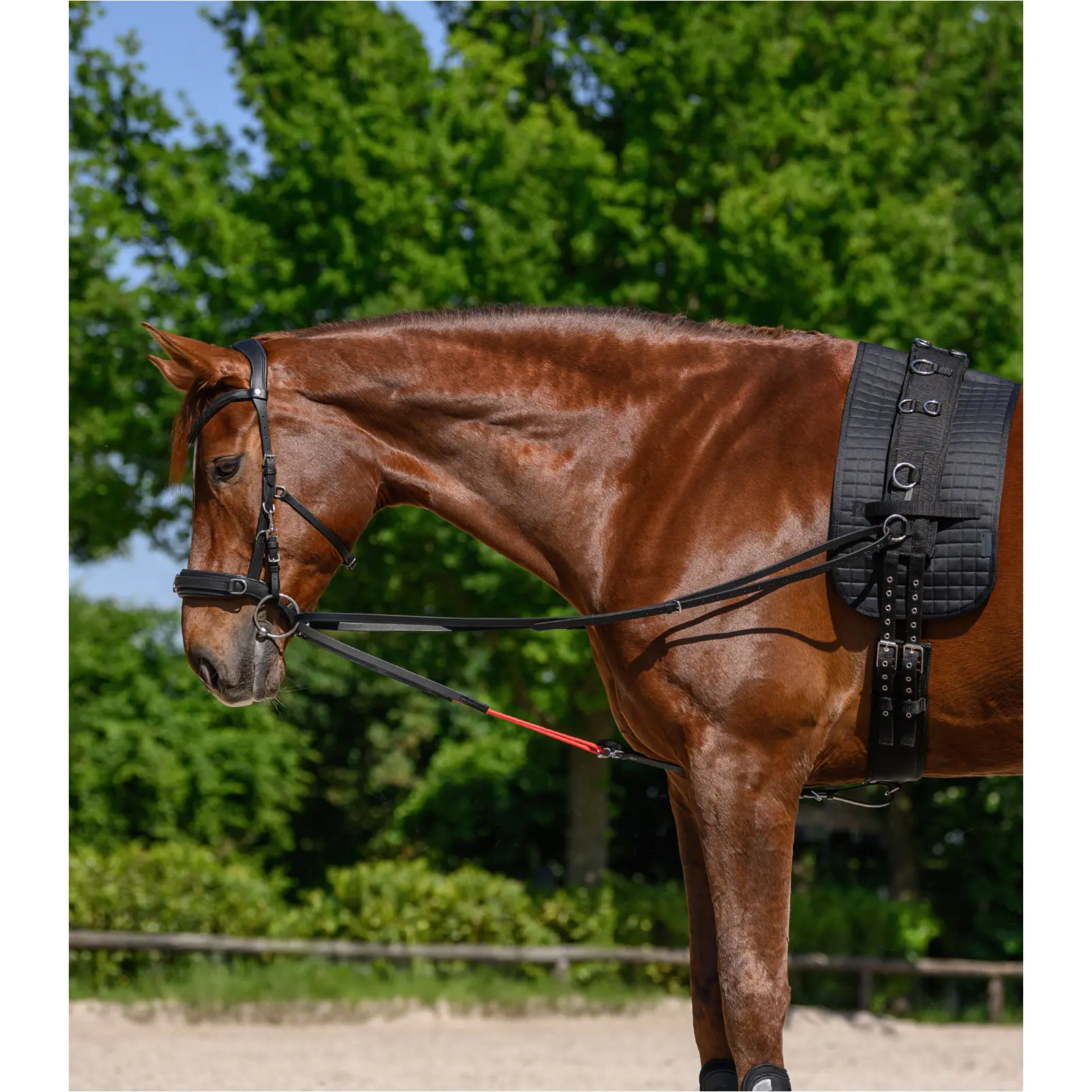 Dreieckszügel TRAINREIN Leder schwarz Dreieckszügel TRAINREIN Leder schwarz