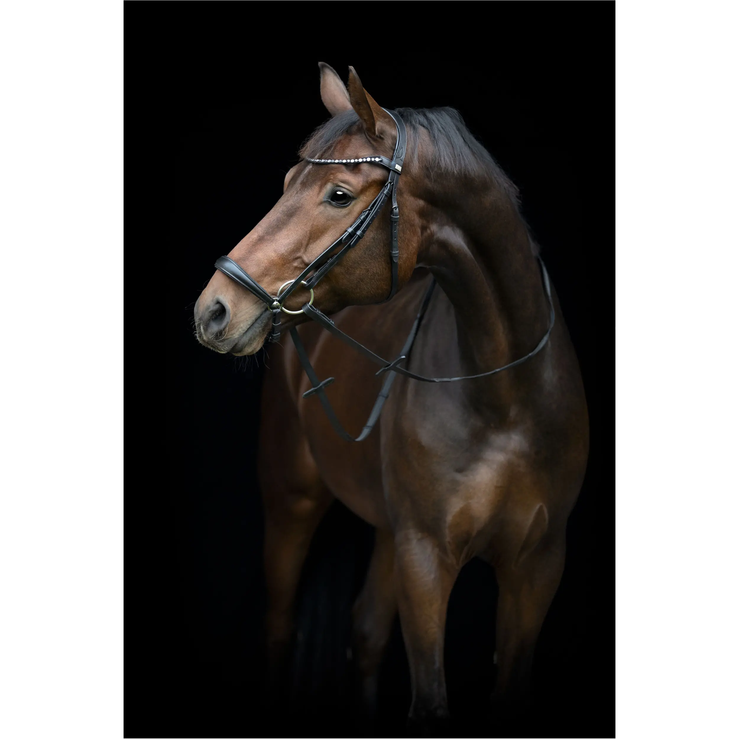 Trensenzaum hannoveranisch CRYLL 25.2 schwarz Trensenzaum hannoveranisch CRYLL 25.2 schwarz