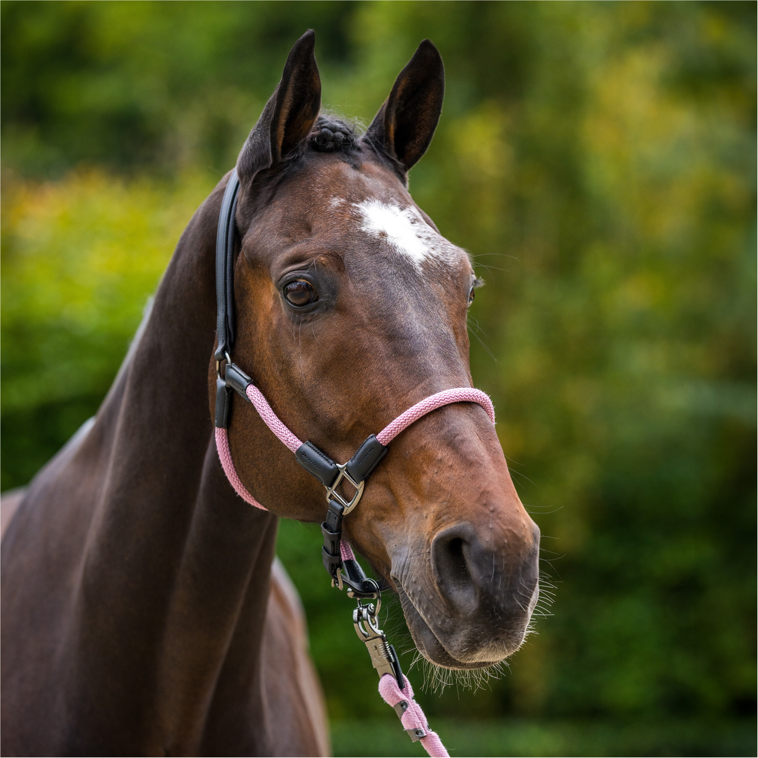 Halfter und Strick HVPFranka pretty pink