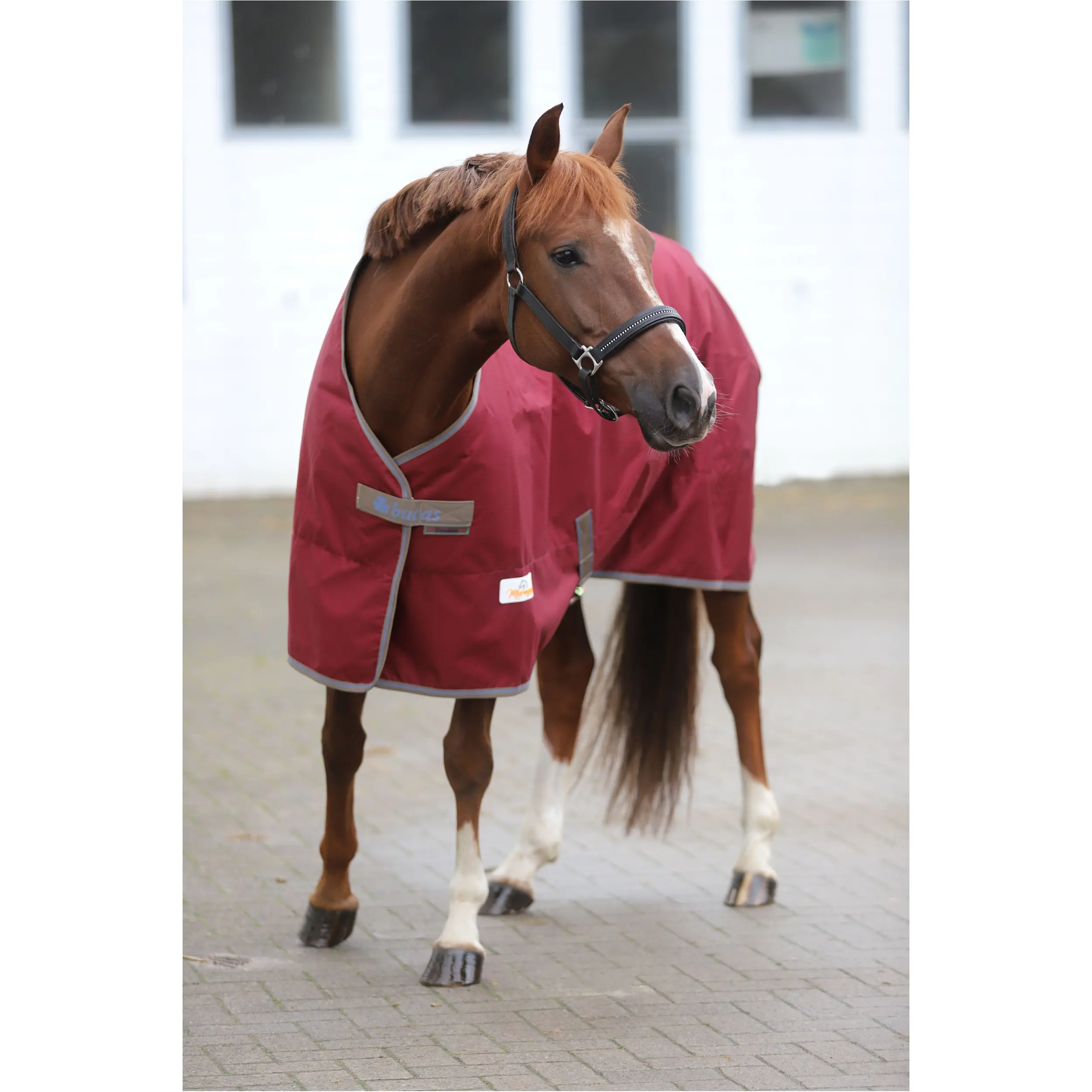 Weidedecke 50g Füllung 600D FREEDOM TURNOUT weinrot/beige Weidedecke 50g Füllung 600D FREEDOM TURNOUT weinrot/beige