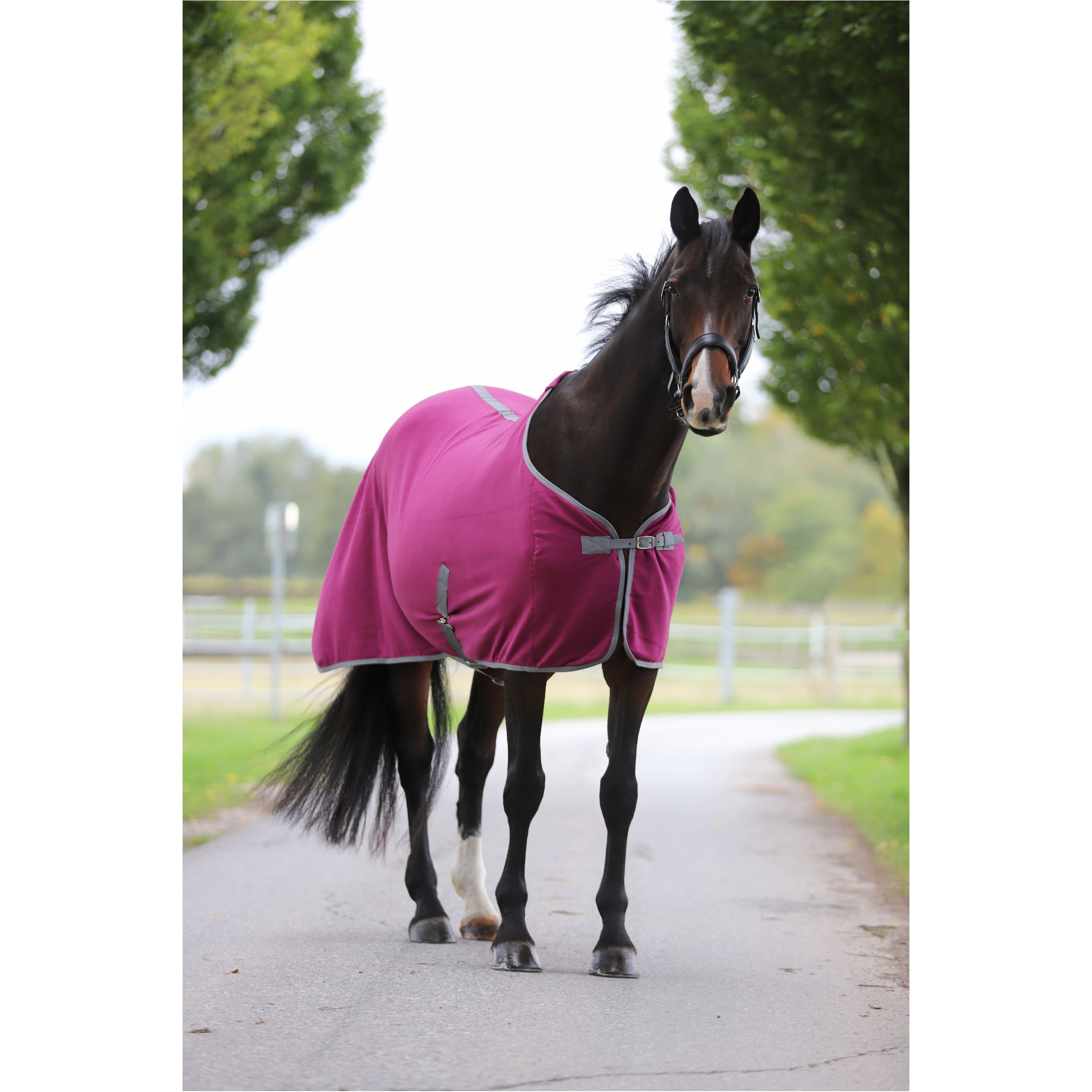 Abschwitzdecke mit Kreuzgurt (abnehmbar) ECONOMIC violett Abschwitzdecke mit Kreuzgurt (abnehmbar) ECONOMIC violett