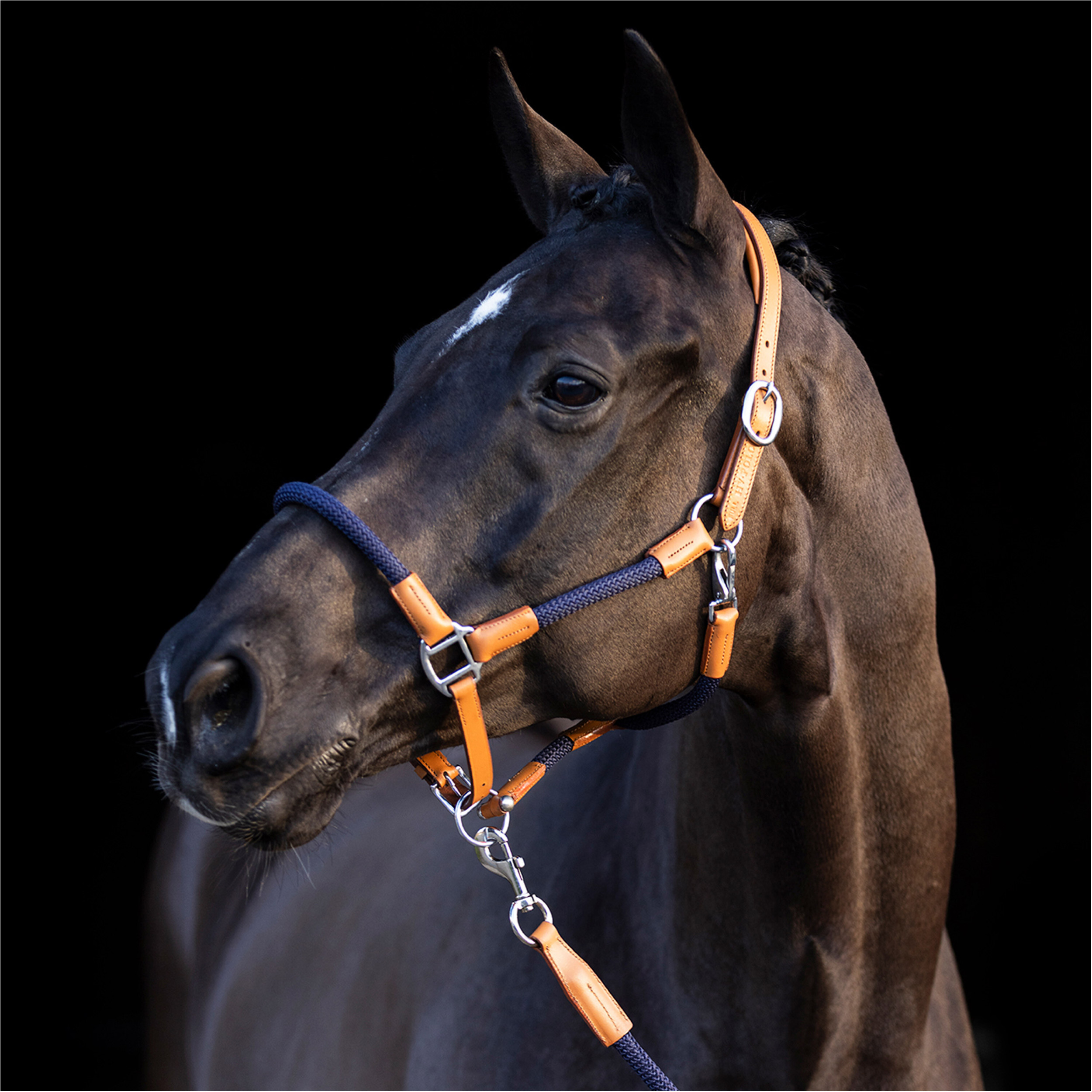 Halfter und Strick HVPFranka navy