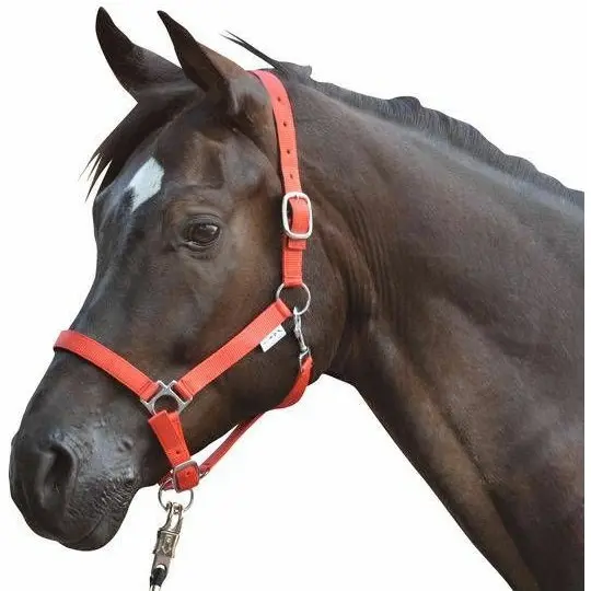 Halfter unterlegt STARS rot Halfter unterlegt STARS rot