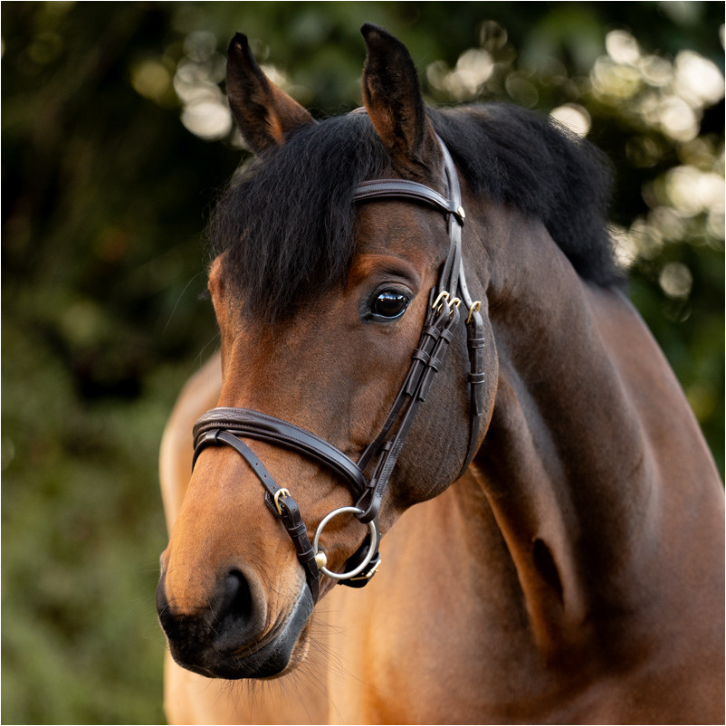 Springtrense englisch kombiniert ROBIN braun/messing