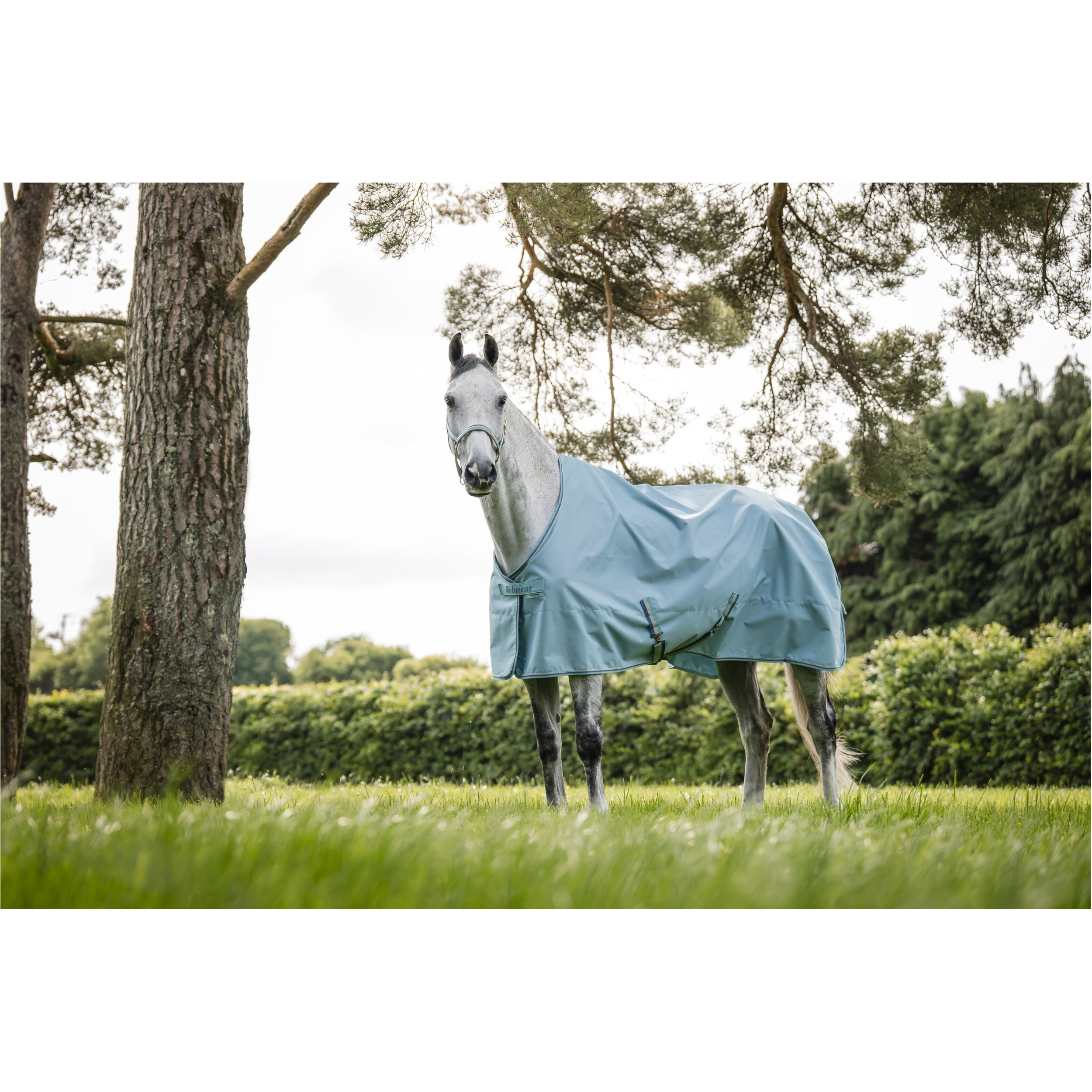 Halfter DUBLIN türkis