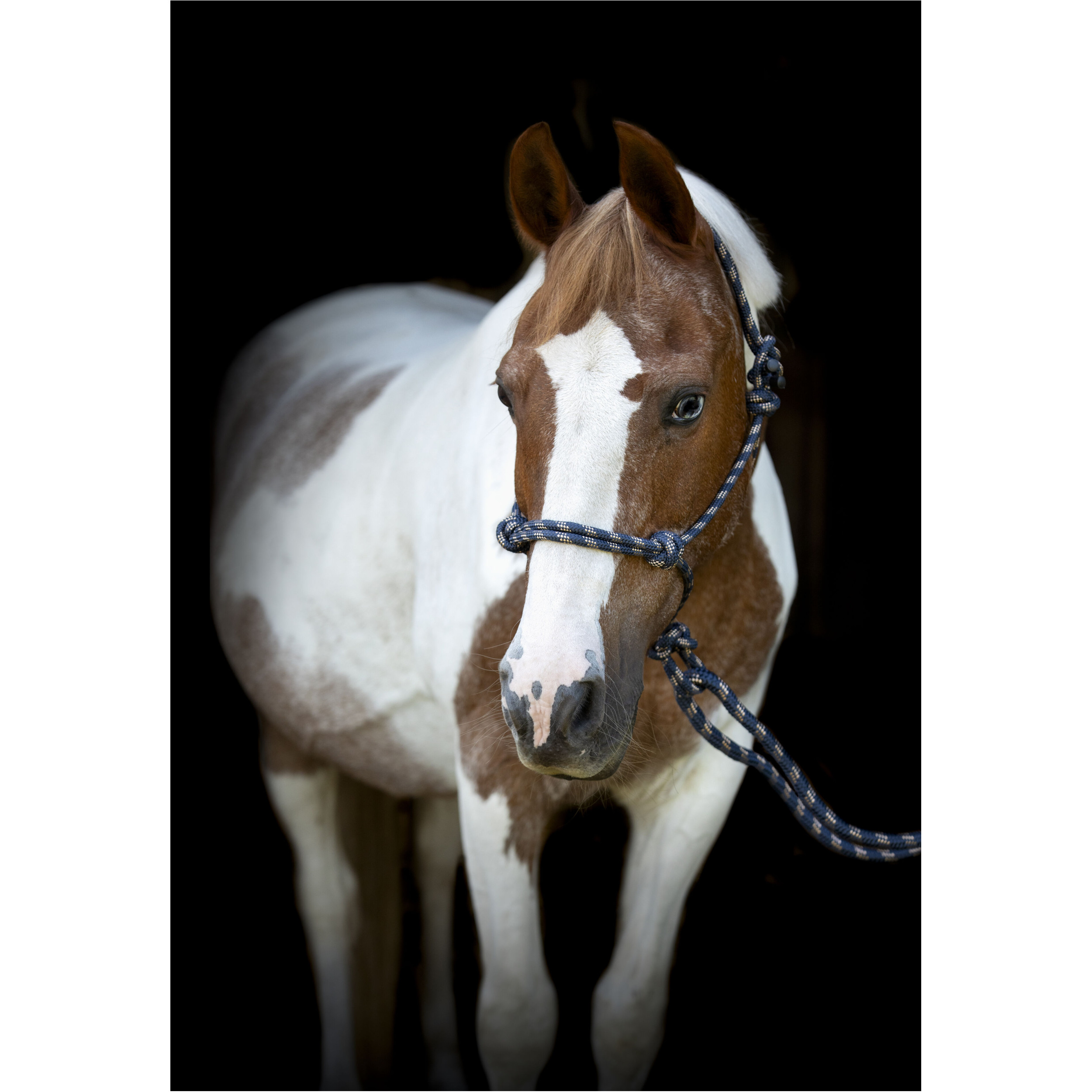 Knotenhalfter mit Führstrick navy