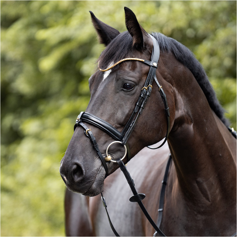 Trensenzaum englisch kombiniert CLINCHESSE schwarz/messing