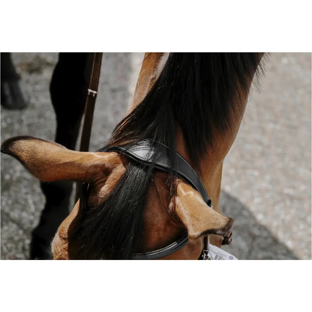 Trensenzaum und Gurtzügel BITLESS Echtleder schwarz Trensenzaum und Gurtzügel BITLESS Echtleder schwarz