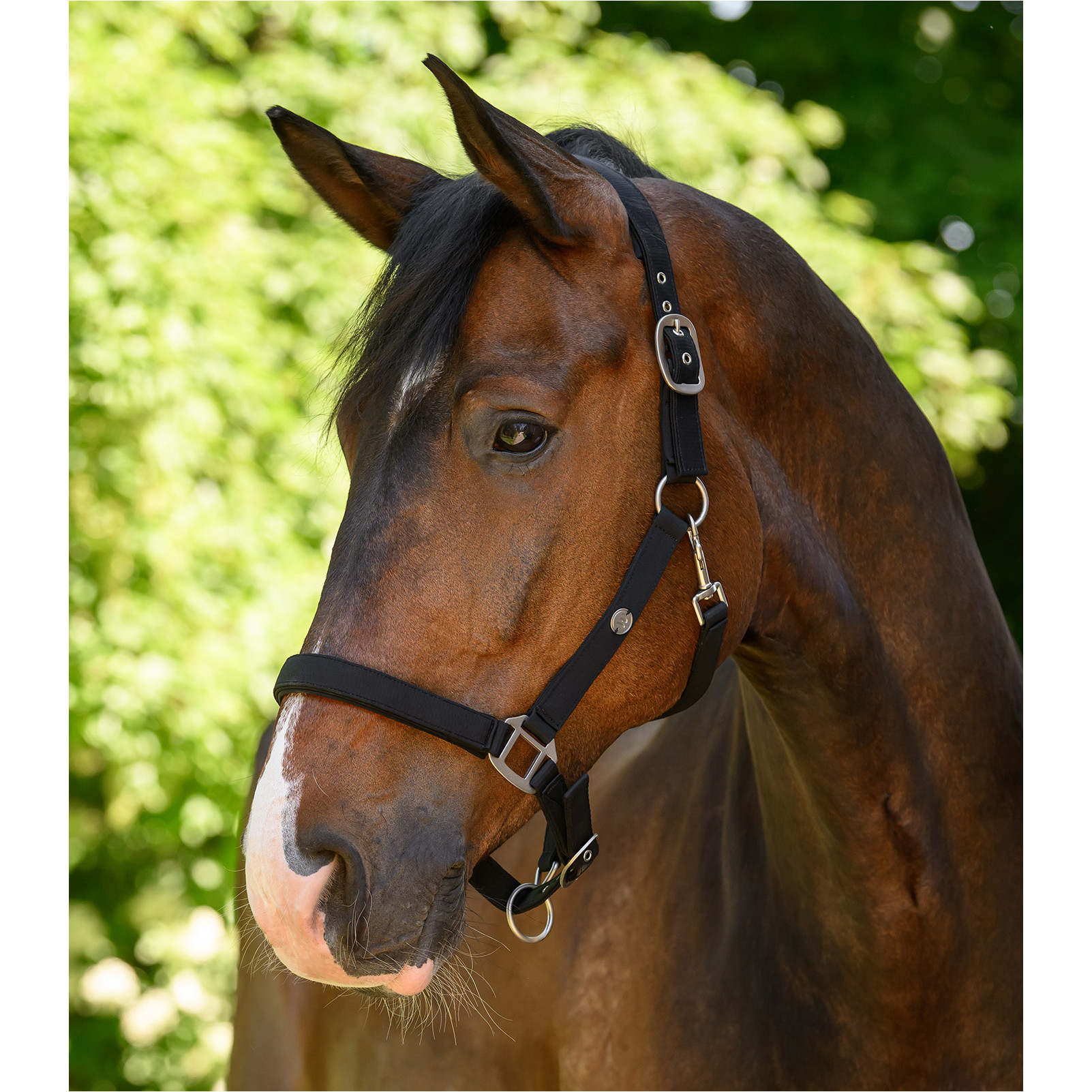 Halfter TRINIDAD schwarz