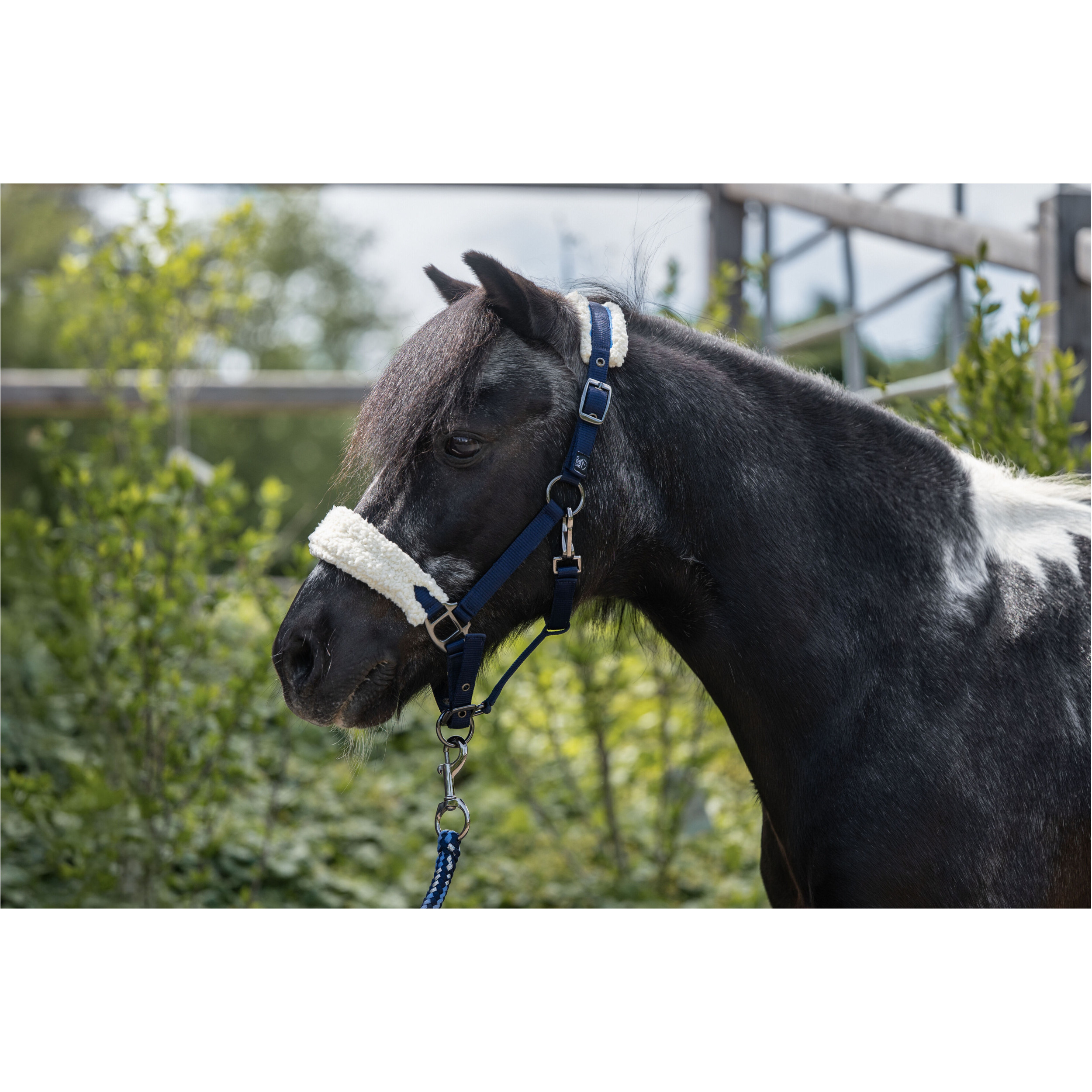 Halfter für Shettys MIA dunkelblau Halfter für Shettys MIA dunkelblau