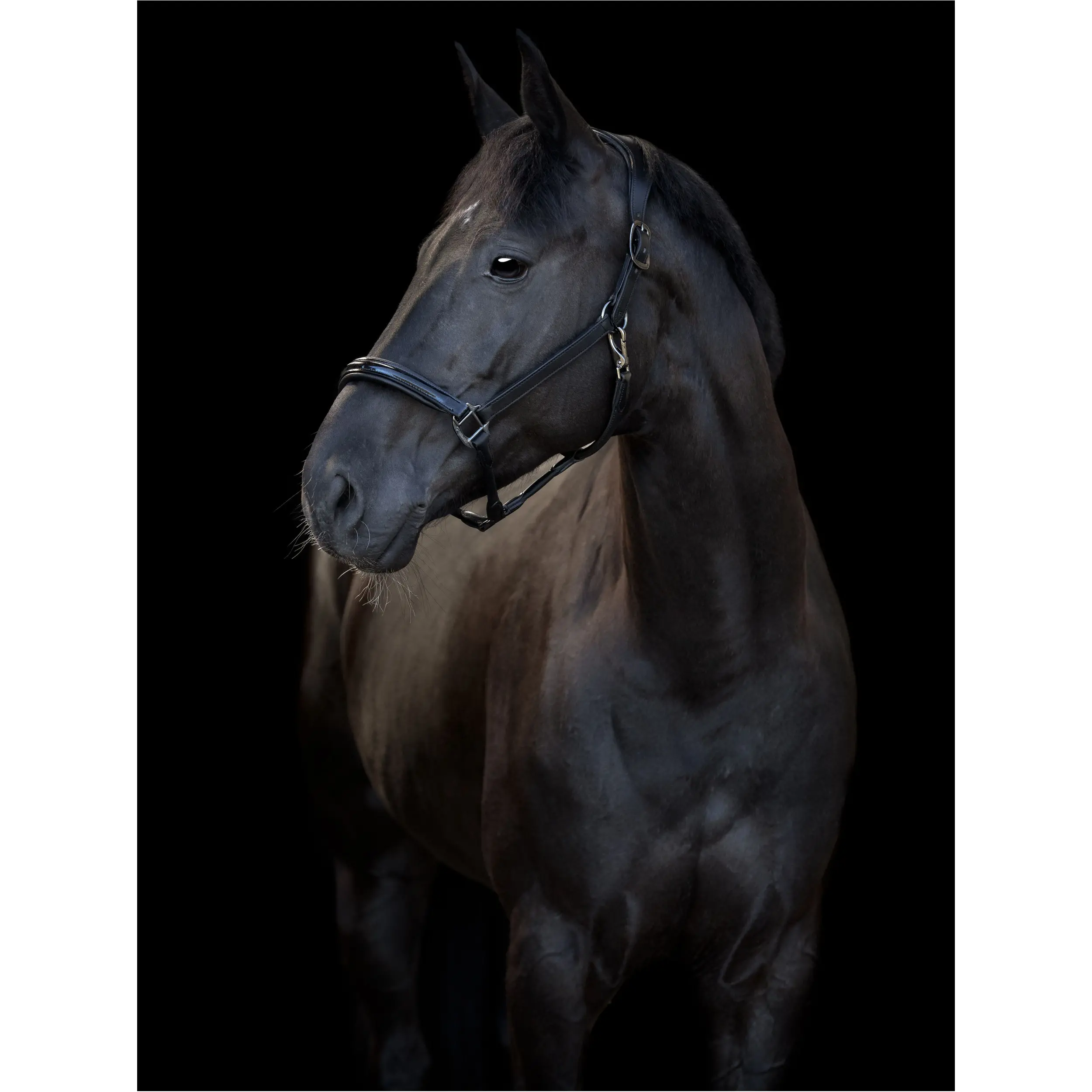 Lederhalfter NOVI 25.1 schwarz