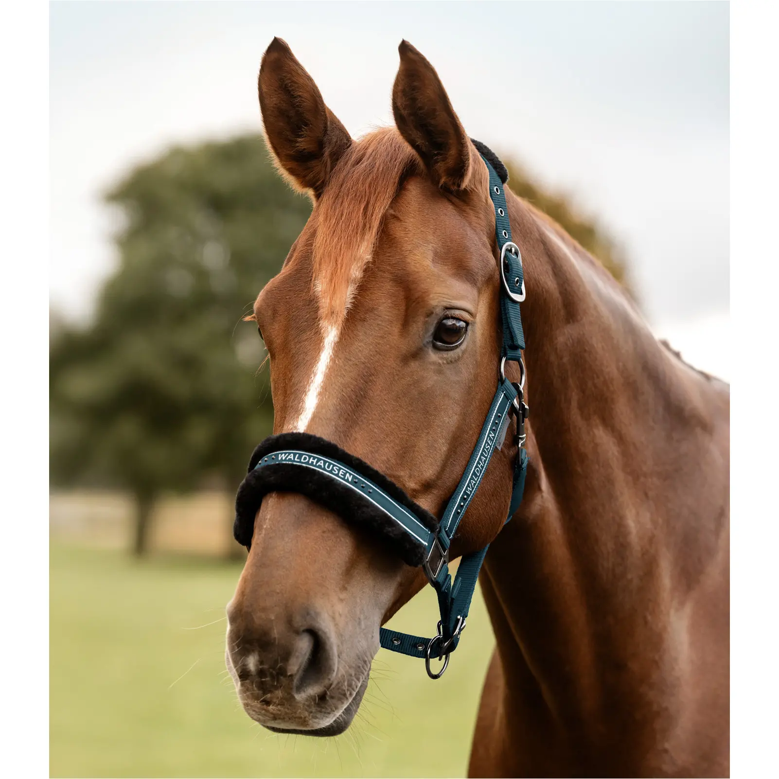 Halfter ELEGANT petrolblau Halfter ELEGANT petrolblau