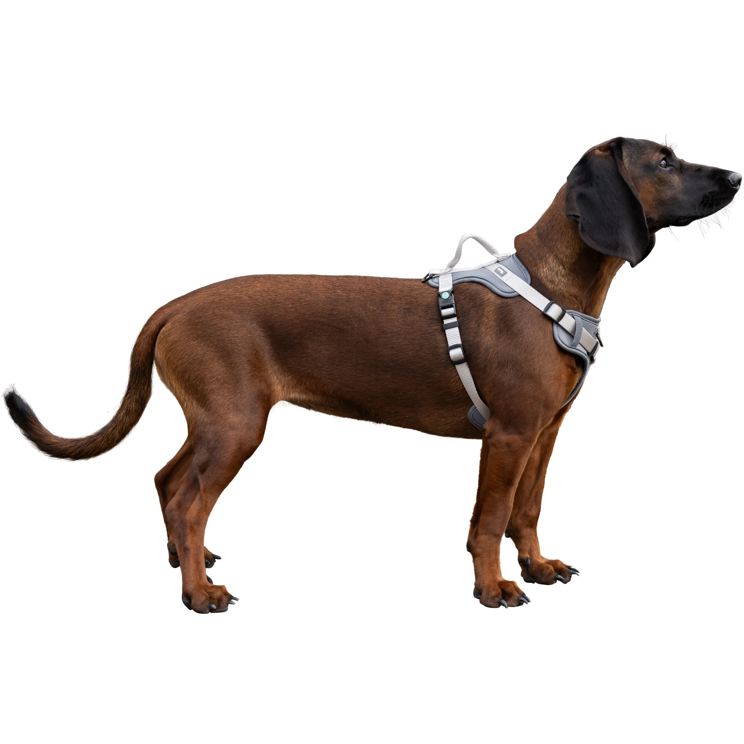 Hundegeschirr FITTY grau/beige