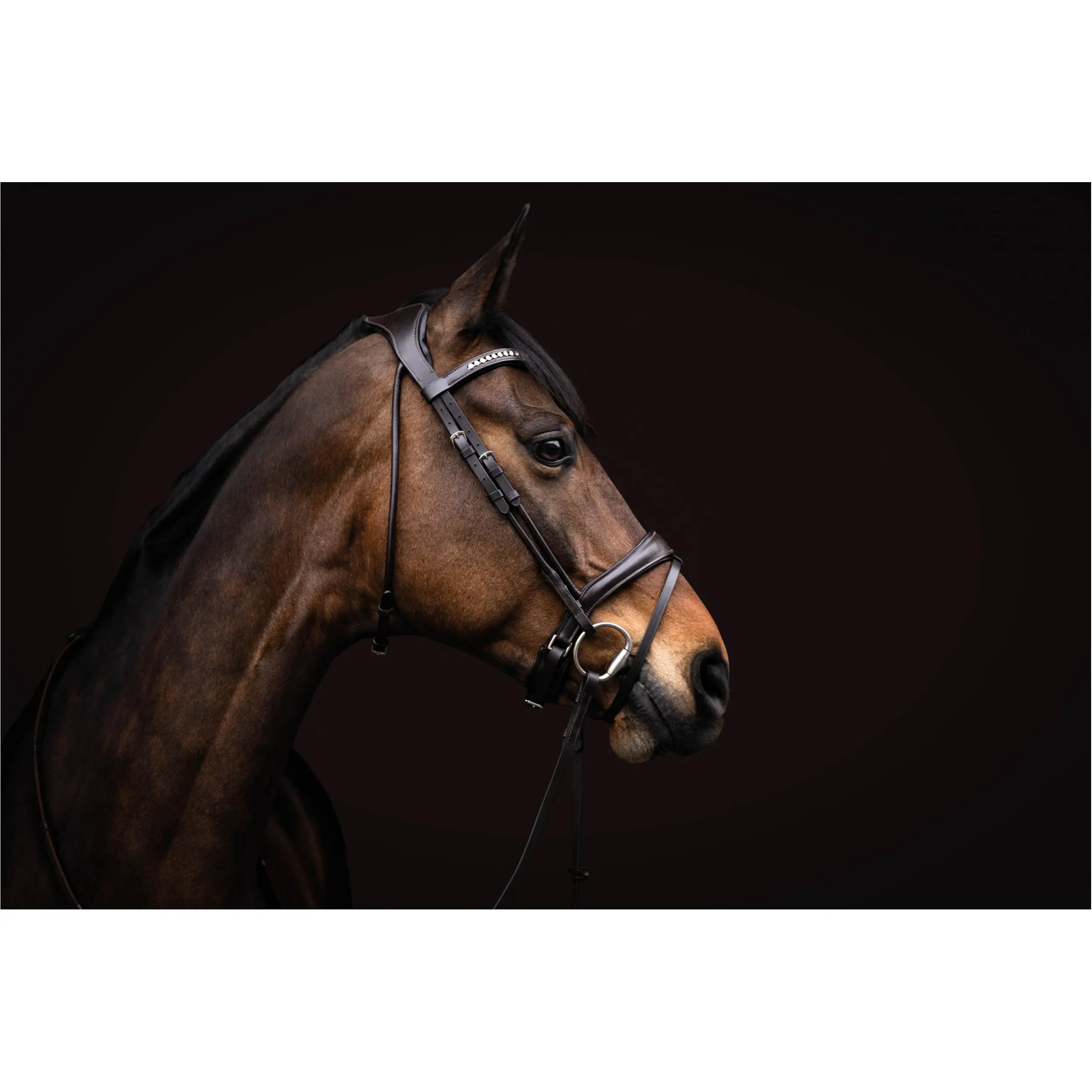 Trensenzaum mit schwedischem Reithalfter AREZZO dunkelbraun Trensenzaum mit schwedischem Reithalfter AREZZO dunkelbraun