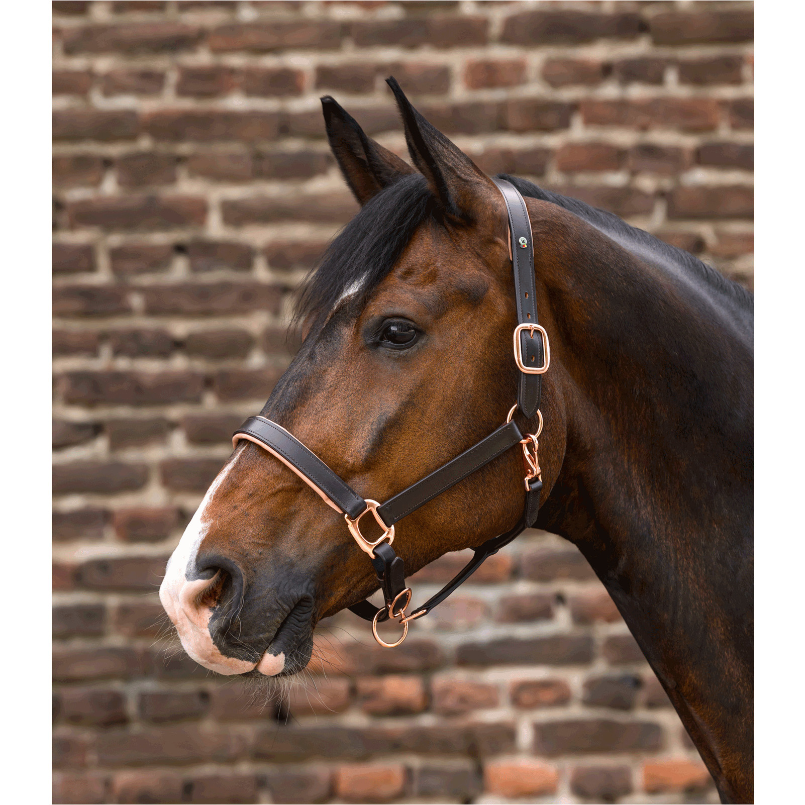 Halfter Leder X-LINE ROSÉ braun