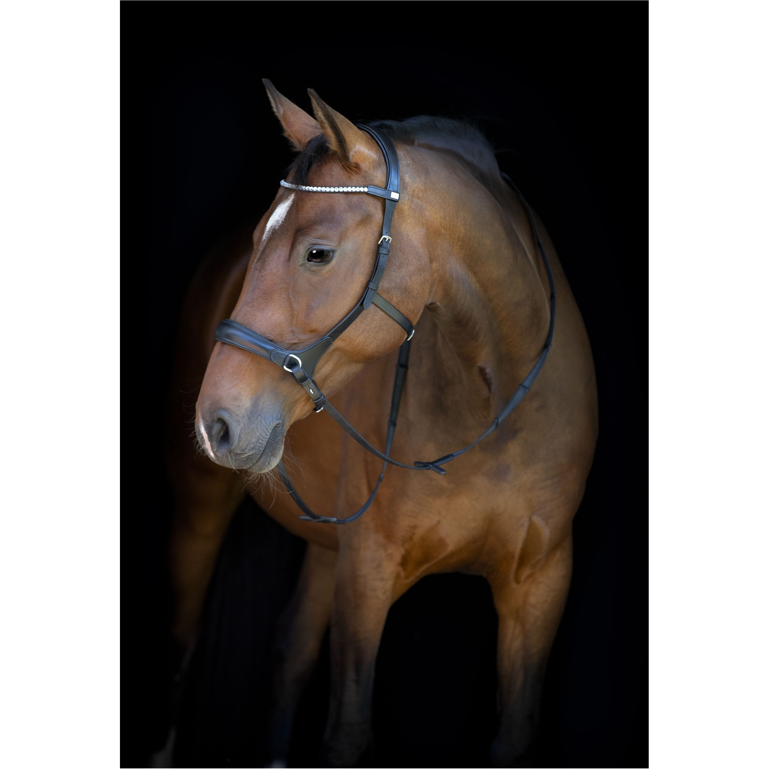 Trensenzaum Gebisslos mit anatomischem Nasenriemen schwarz