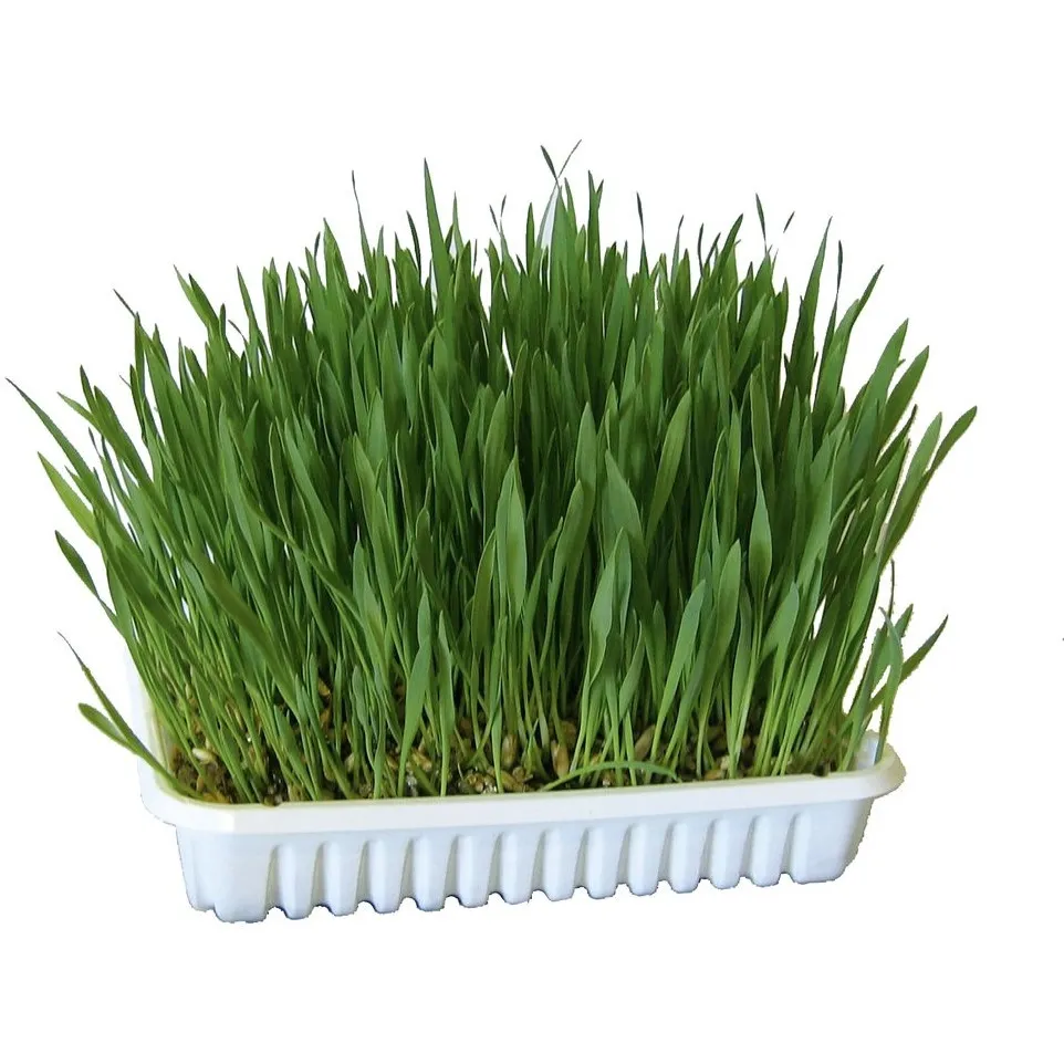 Katzengras 100g