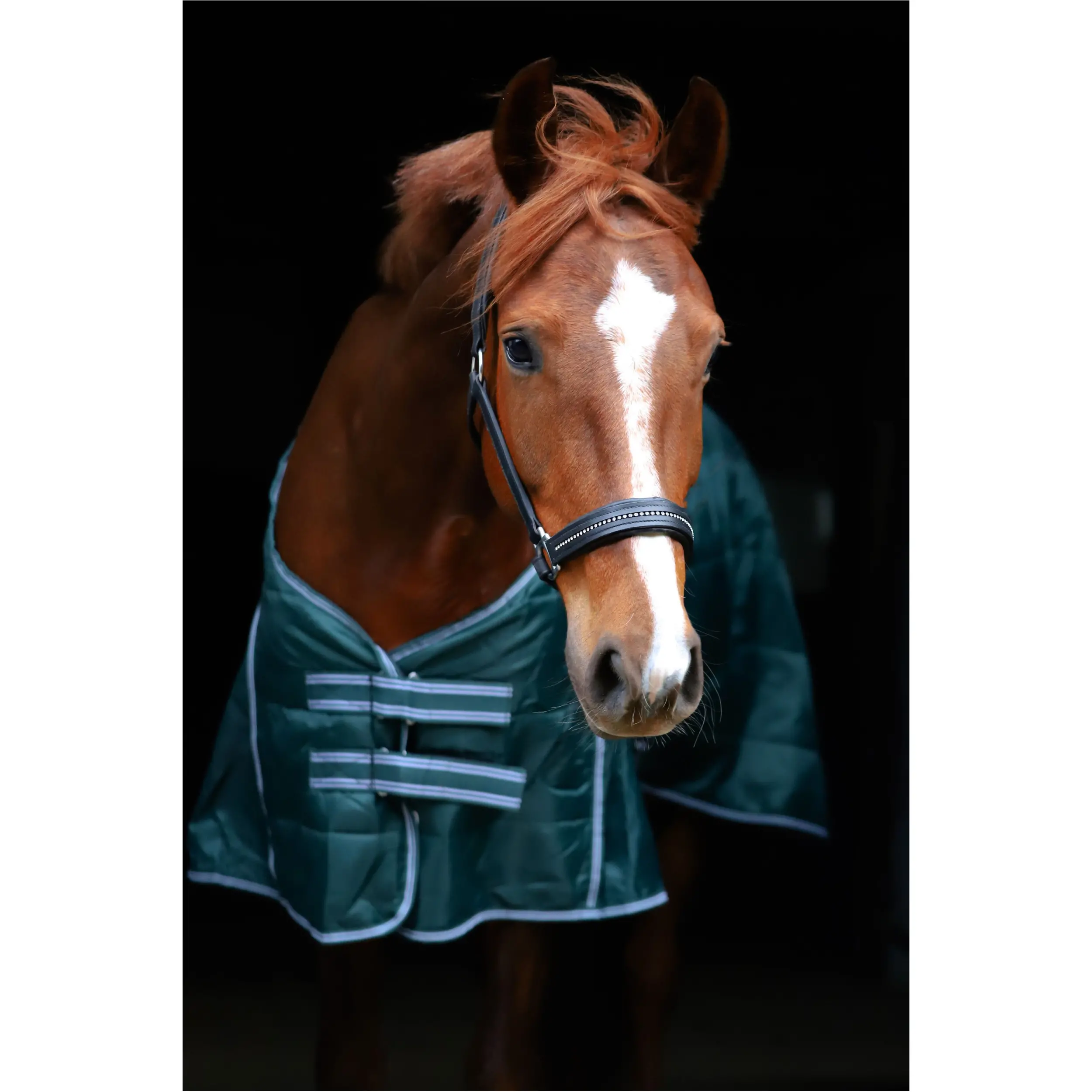 Stalldecke 200g Füllung 420D COMFORT tannengrün Stalldecke 200g Füllung 420D COMFORT tannengrün