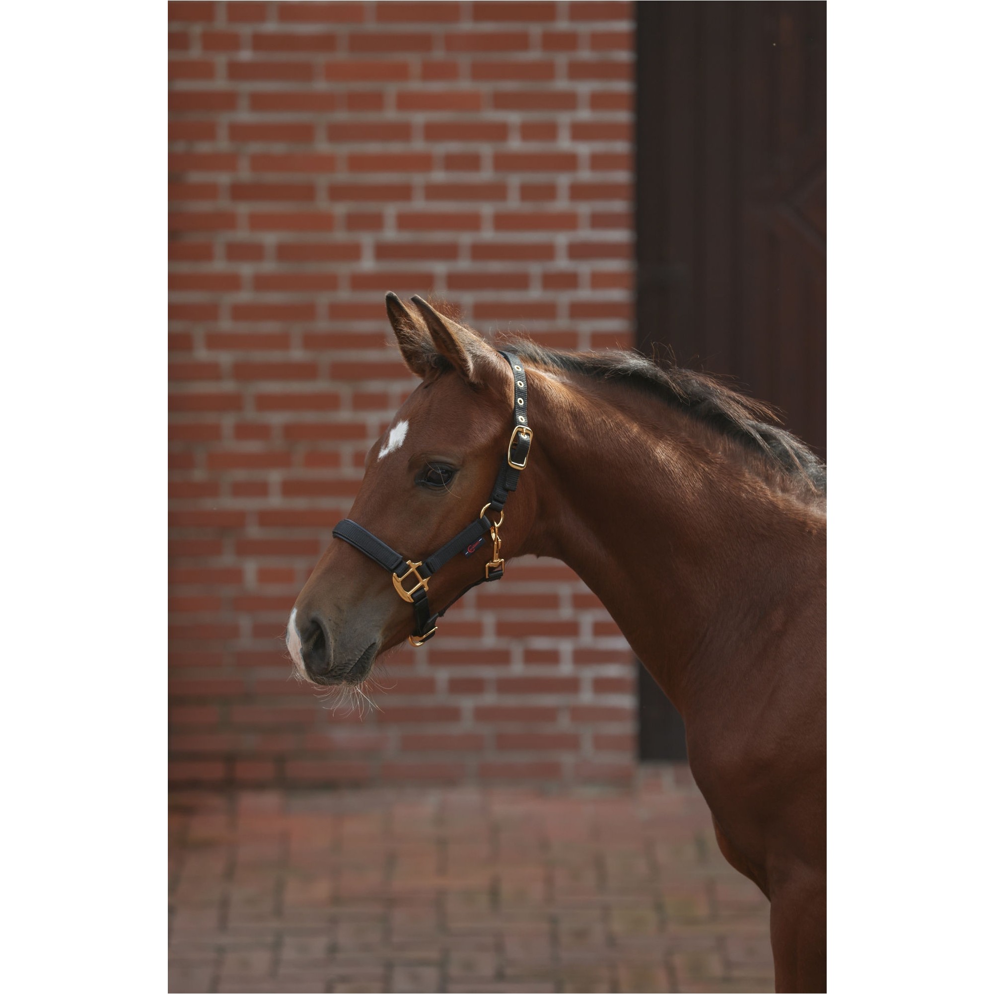 Fohlenhalfter TOPLINE black