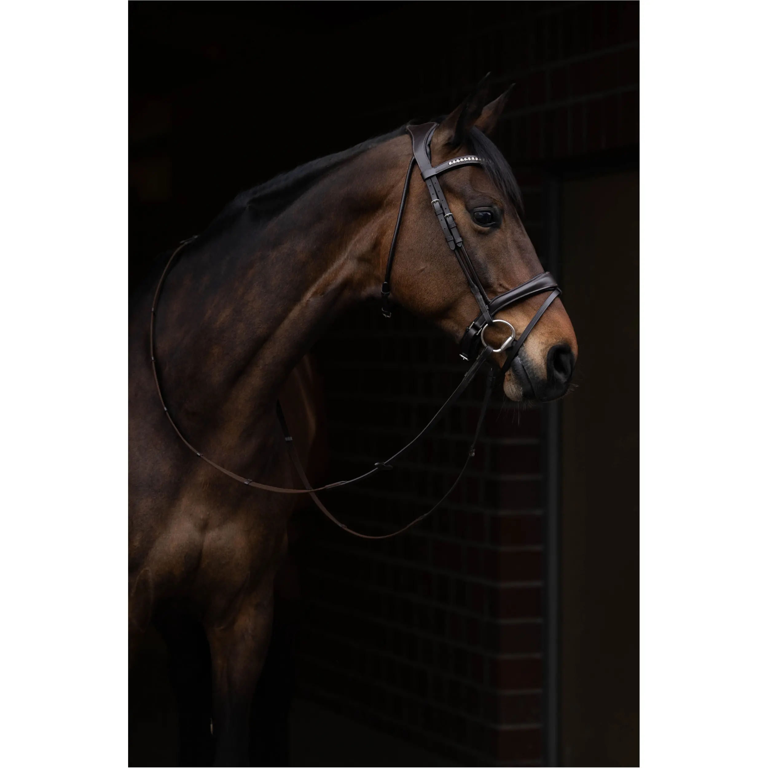 Trensenzaum mit schwedischem Reithalfter AREZZO dunkelbraun Trensenzaum mit schwedischem Reithalfter AREZZO dunkelbraun