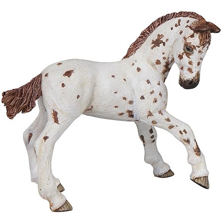 Appaloosa Fohlen weiß Appaloosa Fohlen weiß