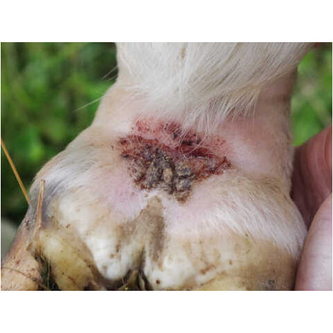 Shampoo Prävention und Pflege TEA TREE 500ml