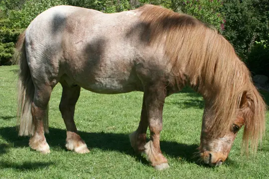 Shetlanpony-Shettie-Shetty