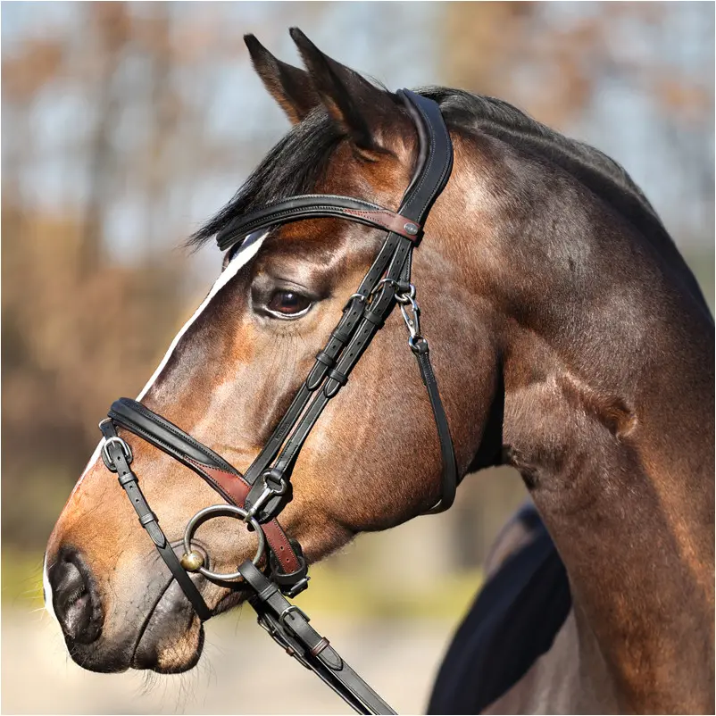 Trensenzaum englisch kombiniert EVERYDAY Leder geölt schwarz