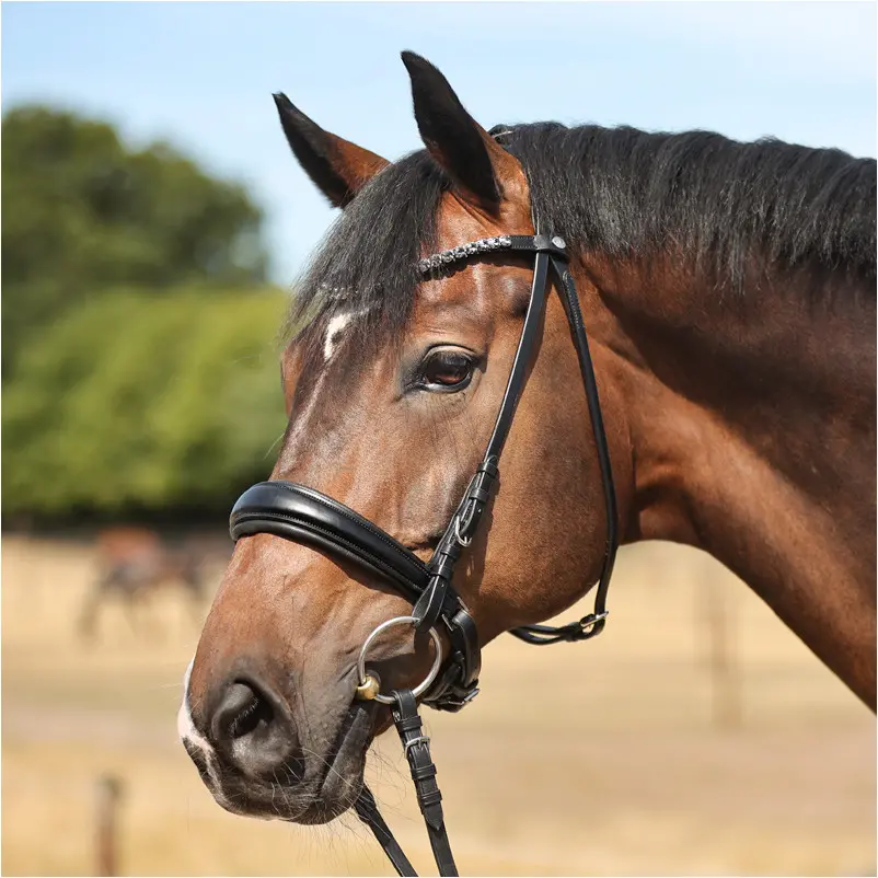 Trensenzaum mit schwedischen Reithalfter AYANA schwarz