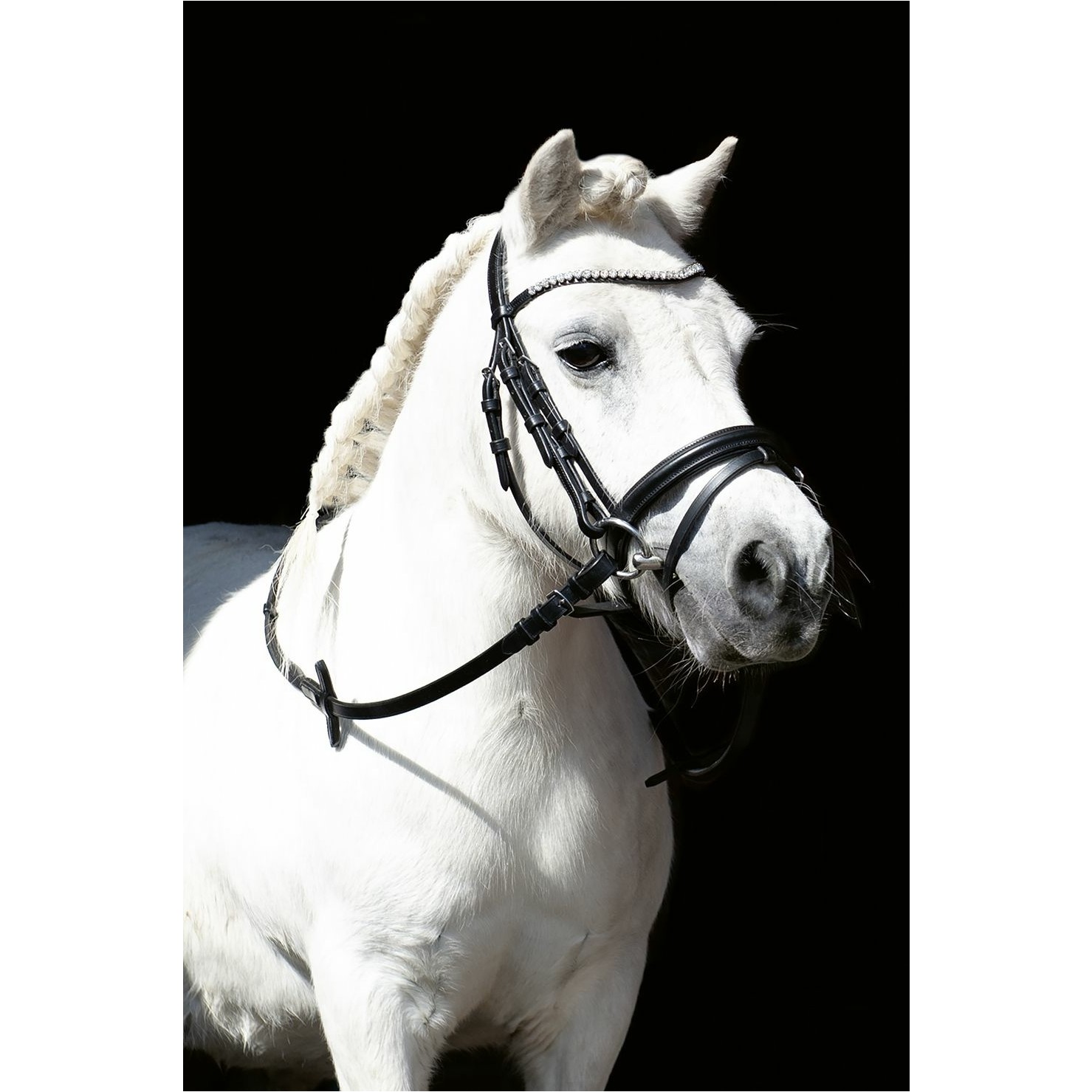 Trensenzaum SHETTY DIAMOND schwarz
