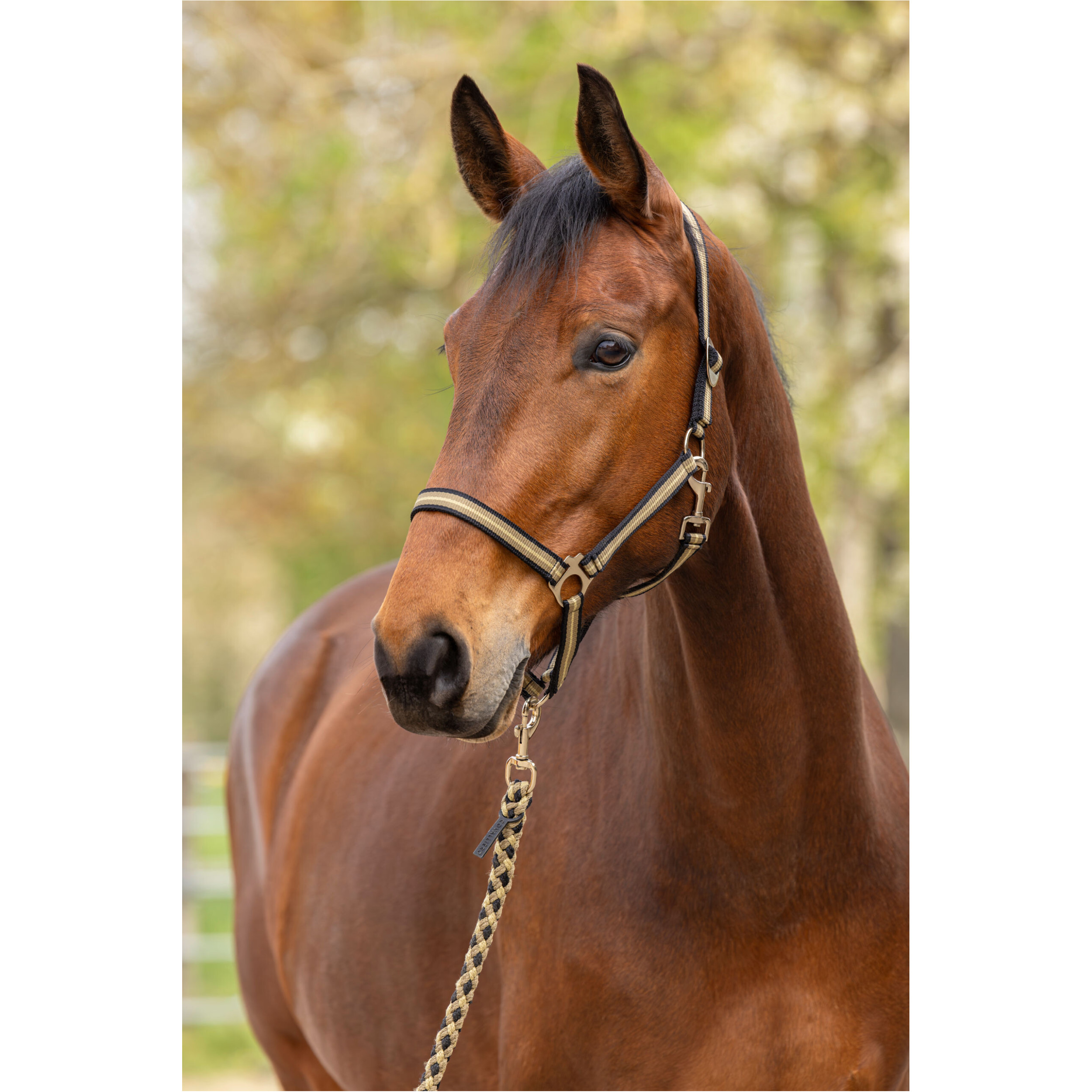 Halfter HIPPO F/S 2026 black/walnut