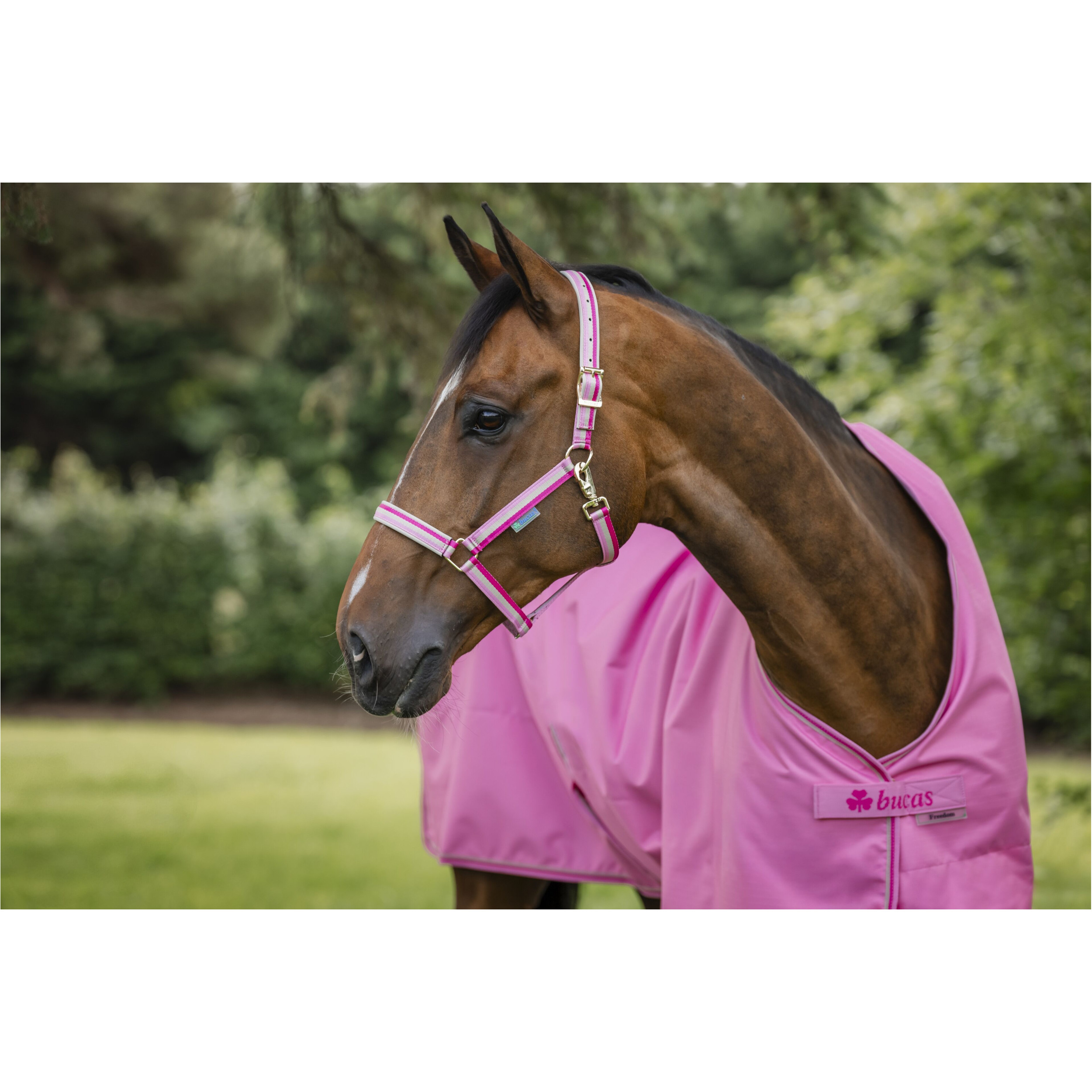 Halfter DUBLIN aurora pink