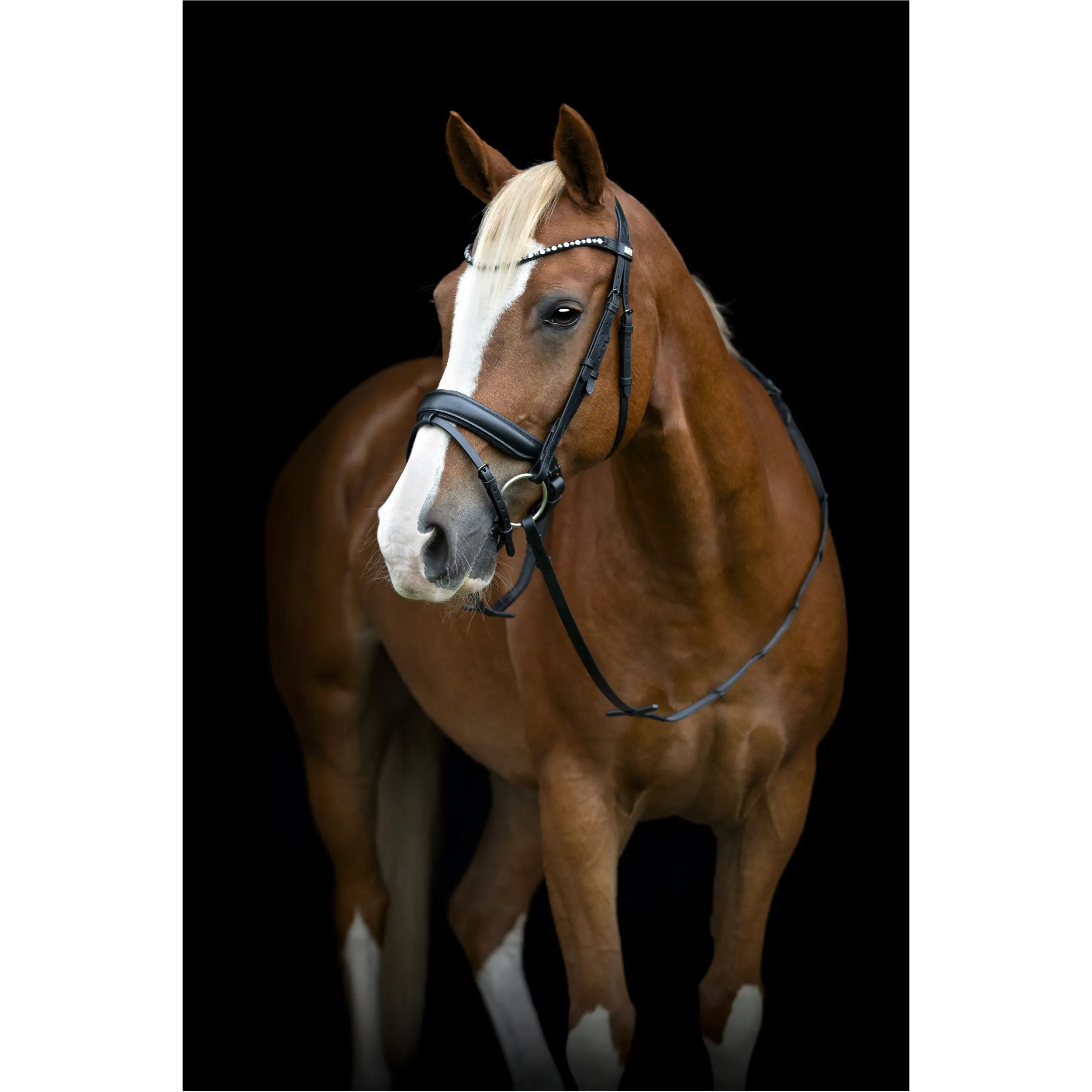 Trensenzaum schwedisch kombiniert CRYLL 25.2 schwarz Trensenzaum schwedisch kombiniert CRYLL 25.2 schwarz