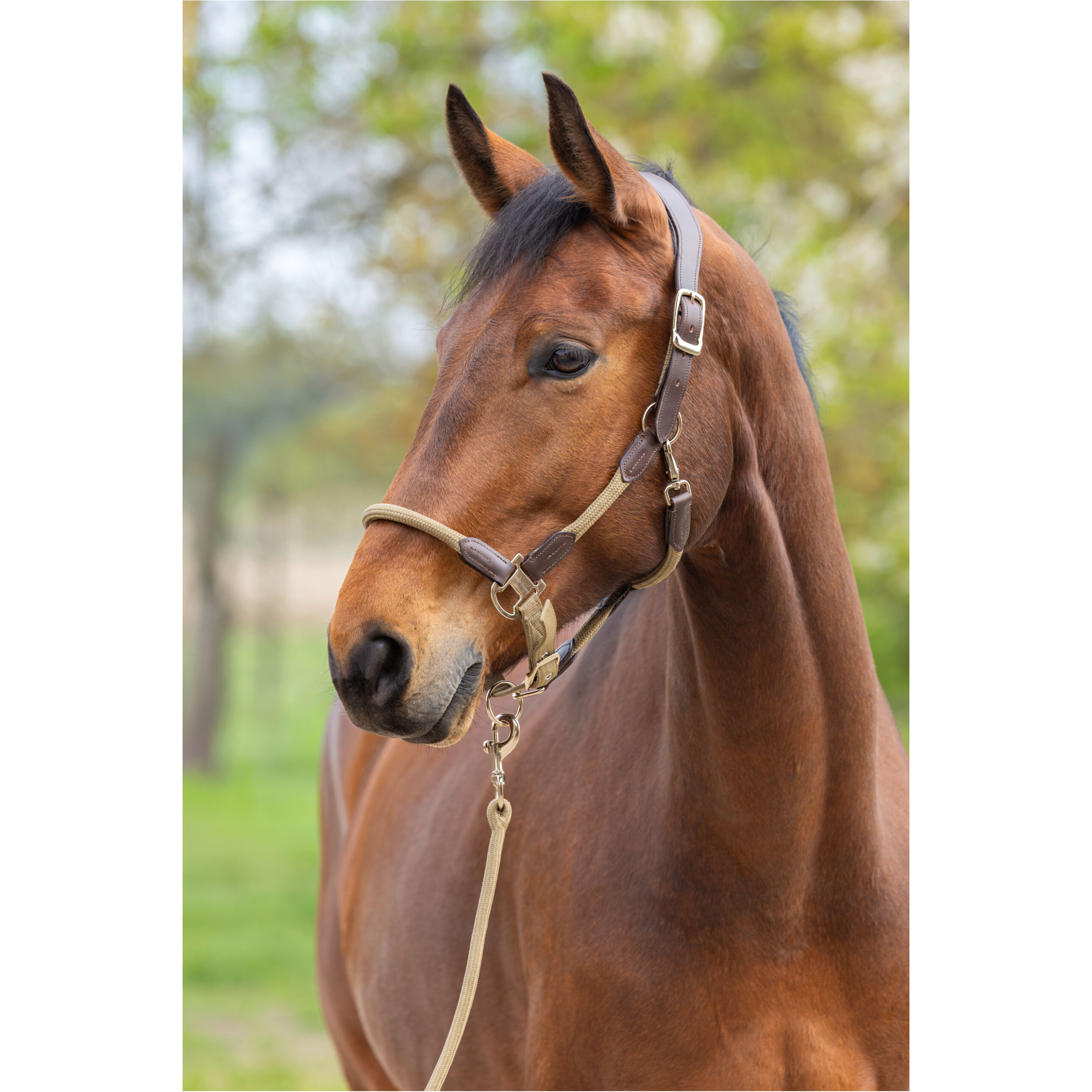 Halfter CORDANO Deluxe F/S 2026 walnut Halfter CORDANO Deluxe F/S 2026 walnut