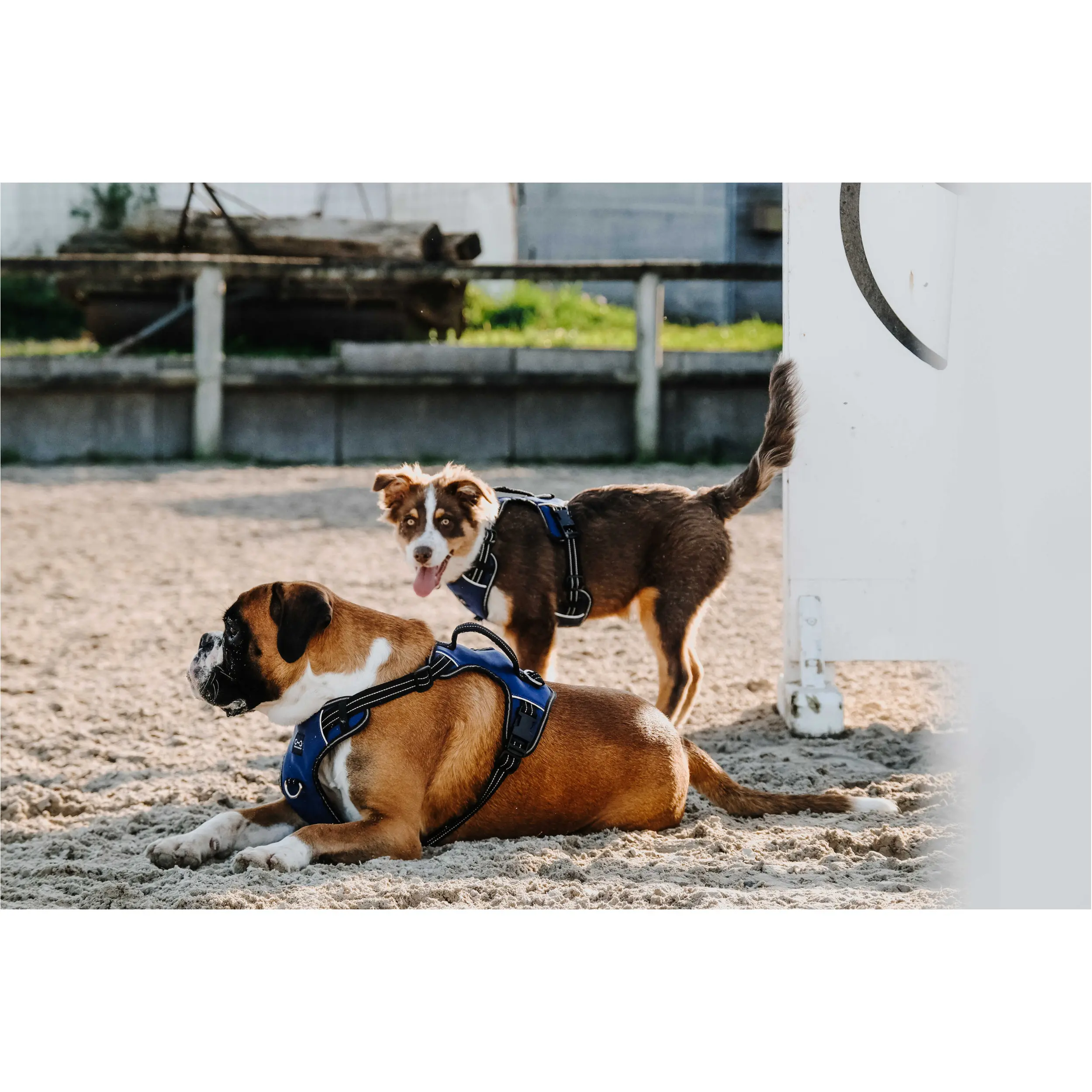 Hundegeschirr SIMBA navy