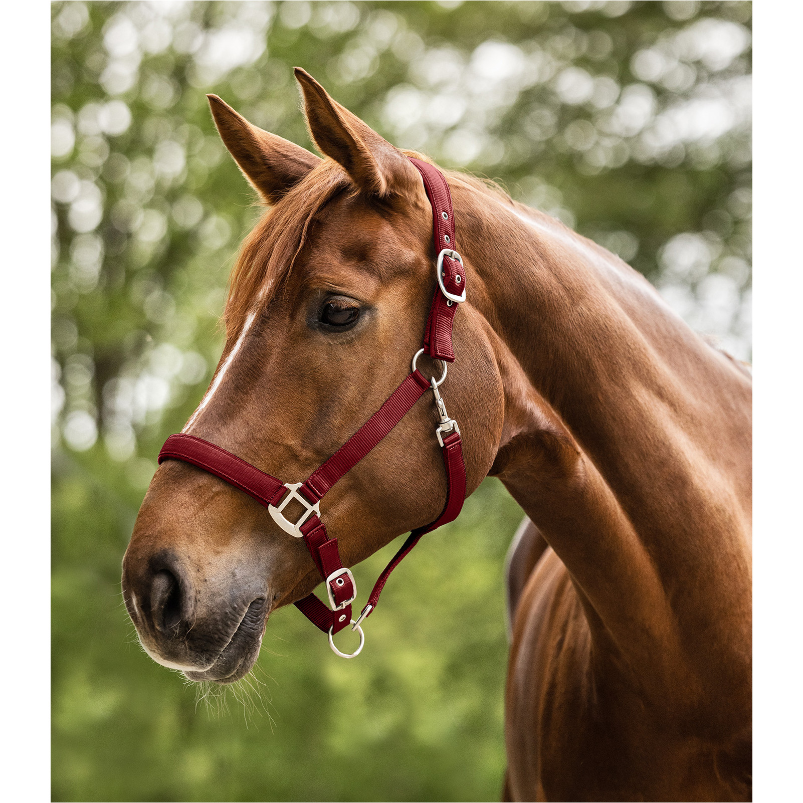 Halfter SATIN bordeaux