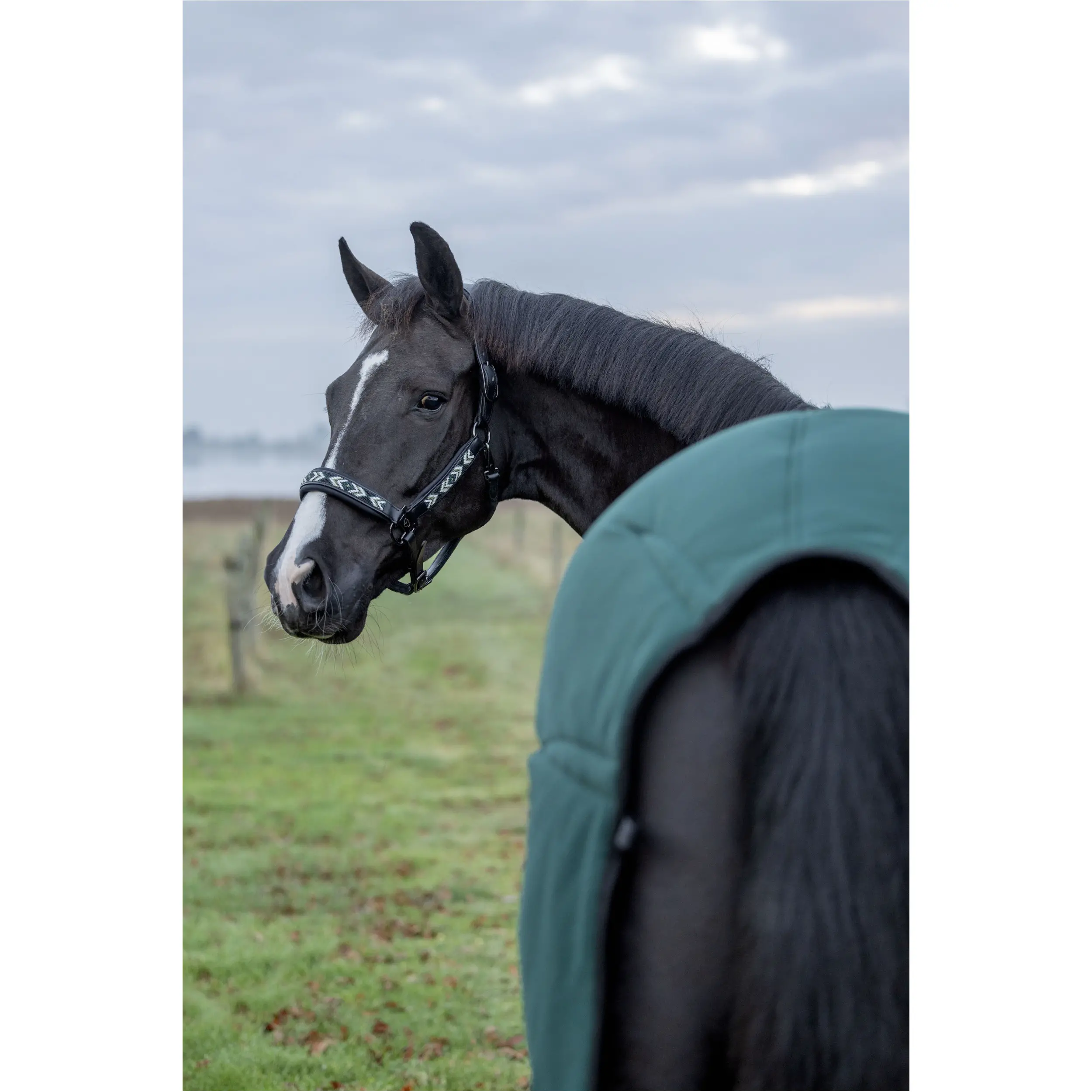 Lederhalfter VANAMO schwarz Lederhalfter VANAMO schwarz